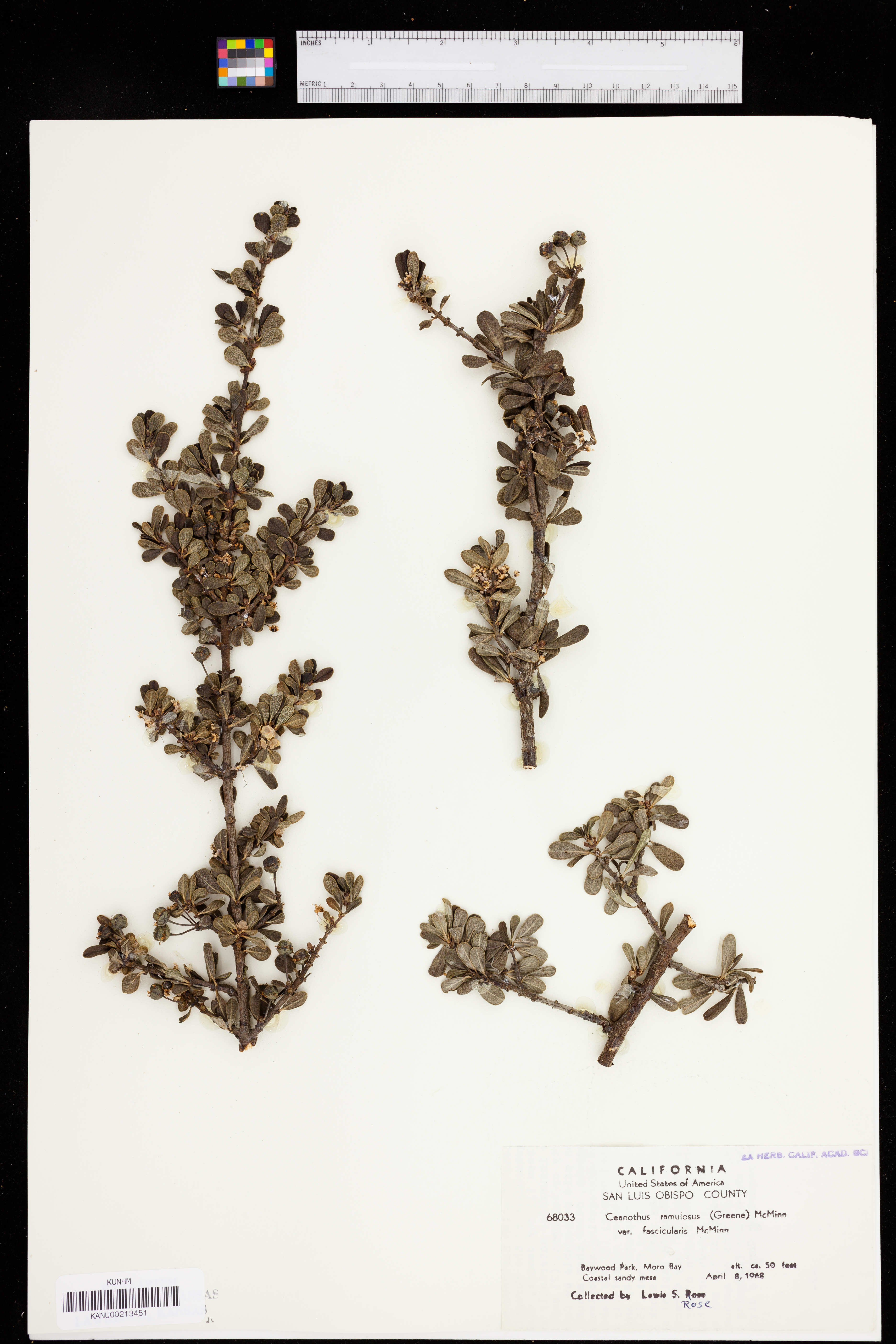 Ceanothus cuneatus var. fascicularis image