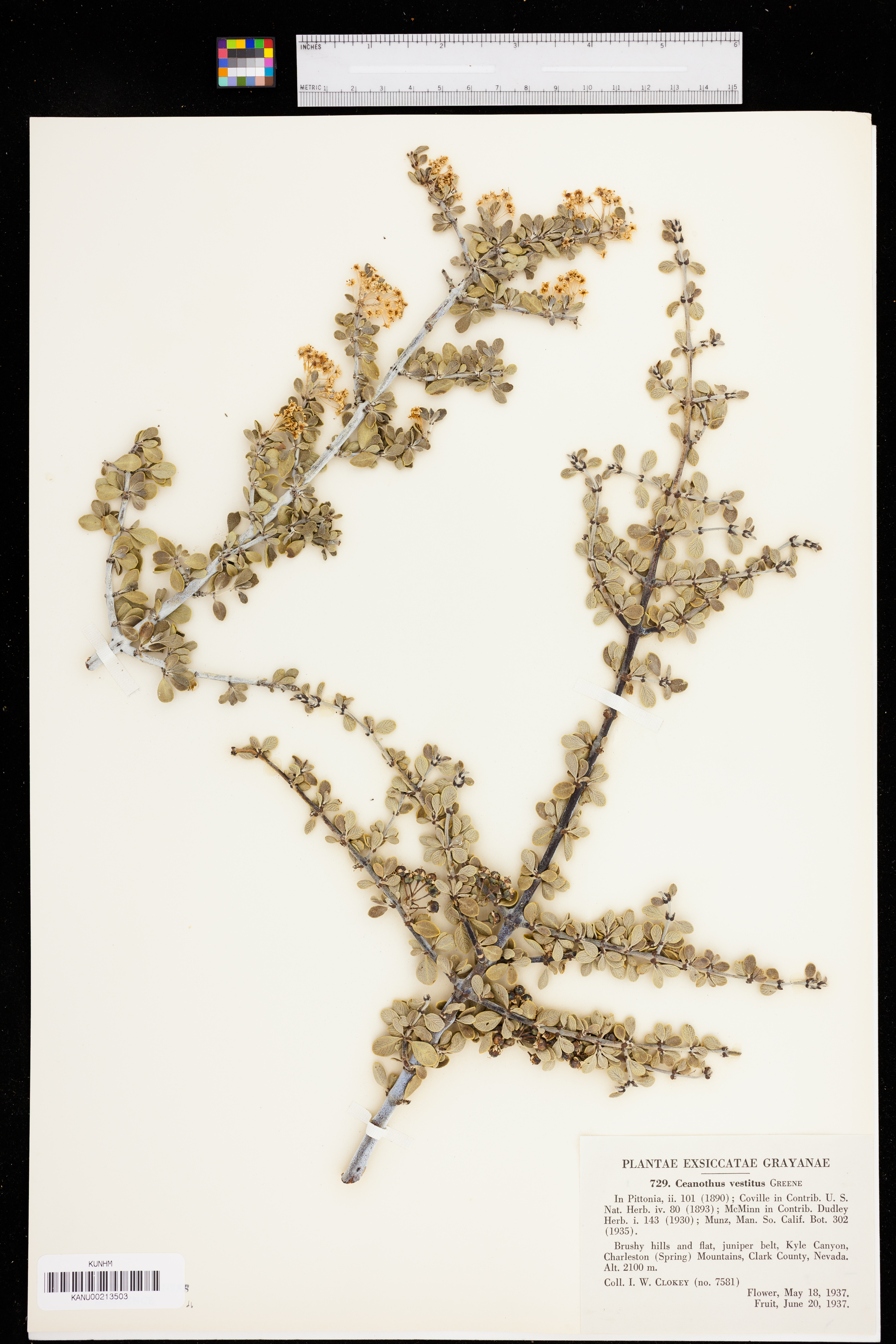Ceanothus greggii var. vestitus image
