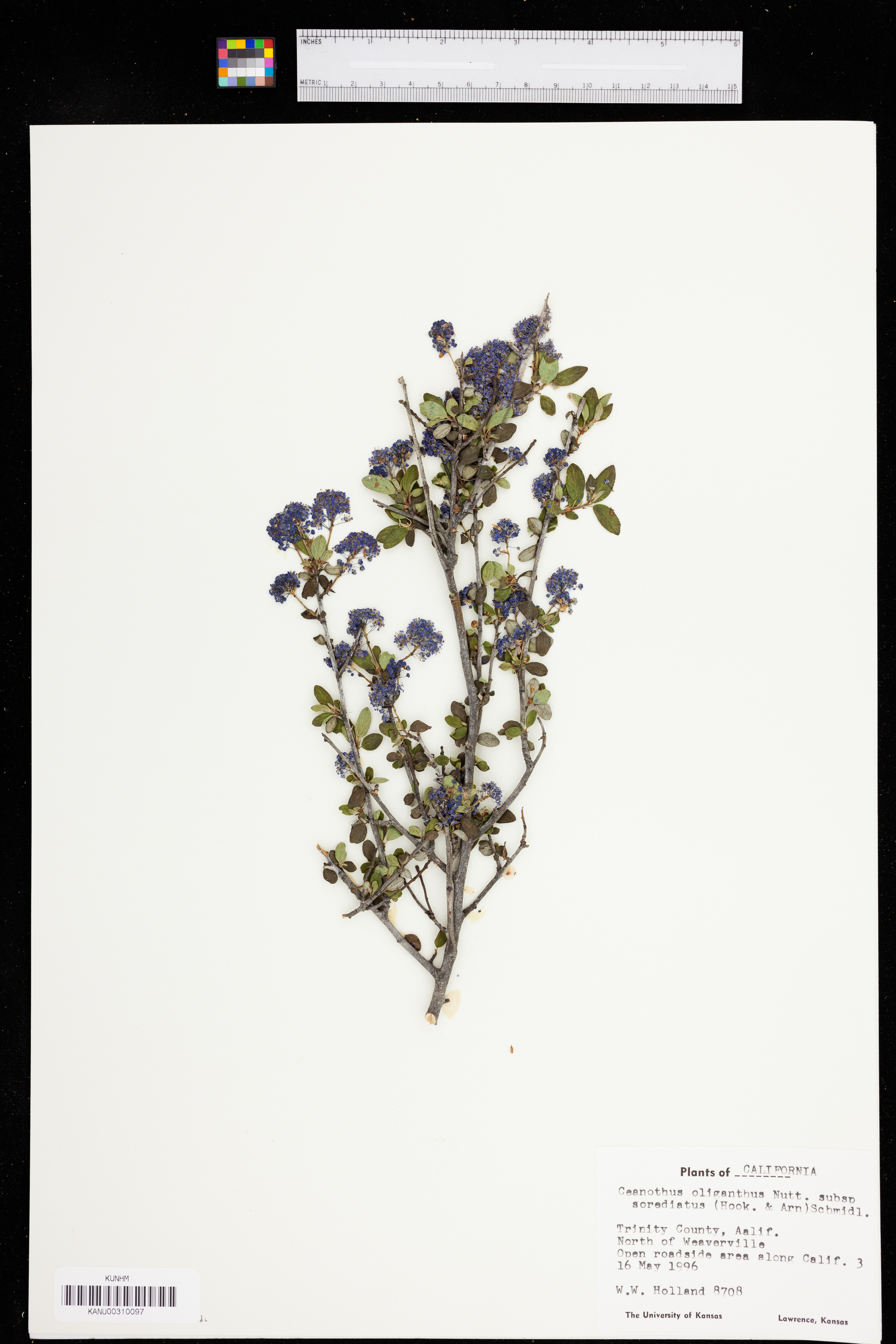 Ceanothus sorediatus image