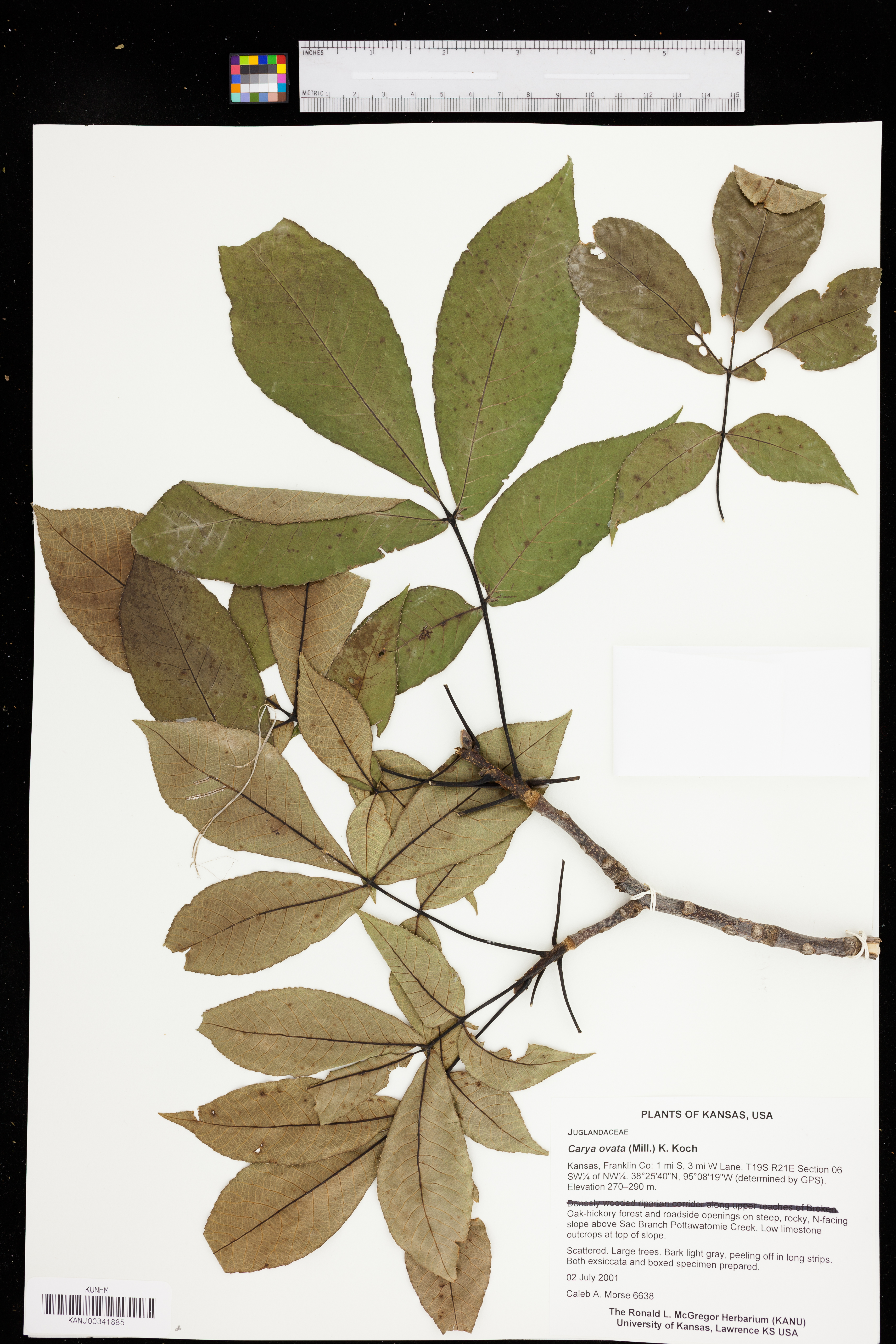 Carya ovata var. ovata image