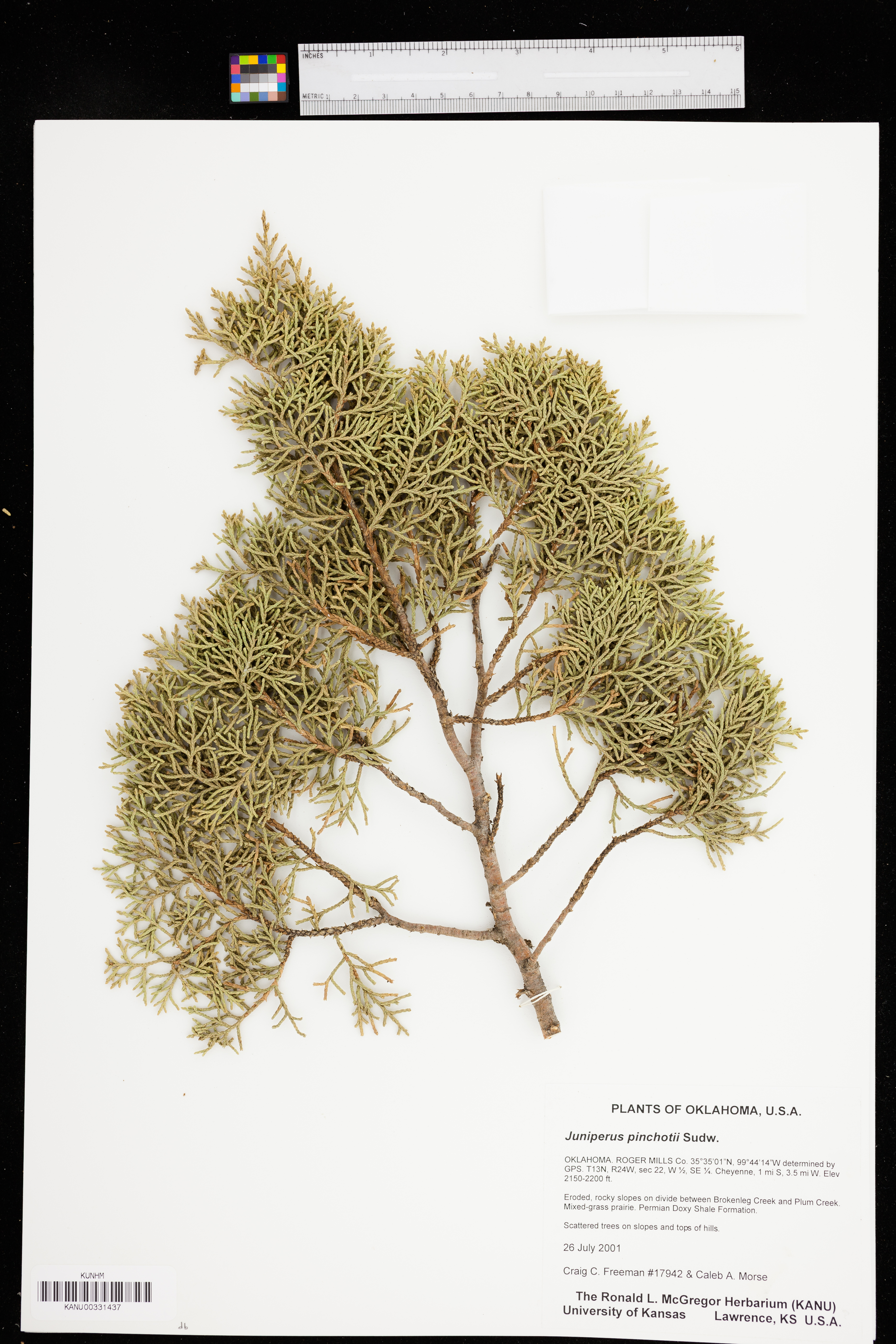 Juniperus pinchotii image