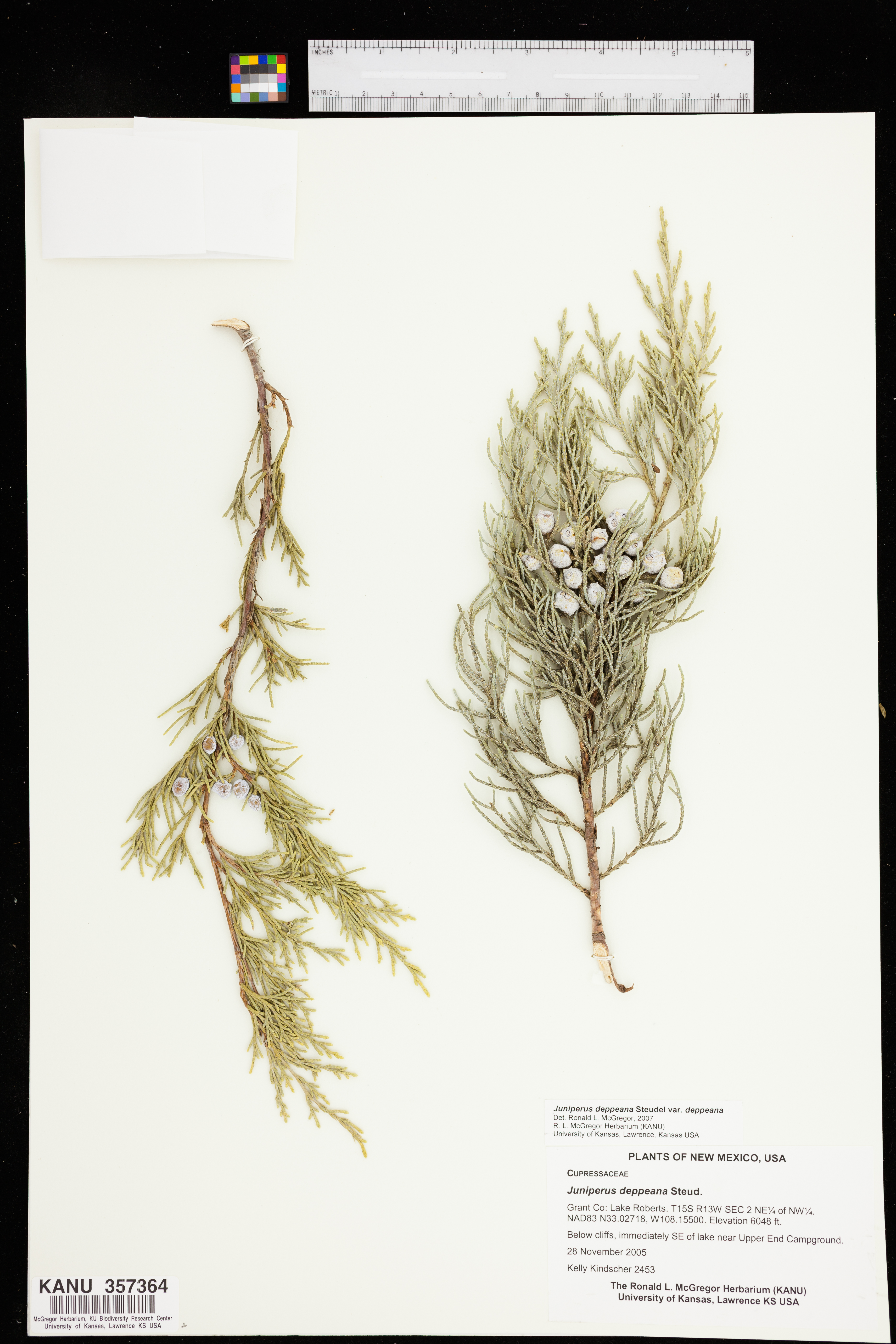 Juniperus deppeana var. deppeana image