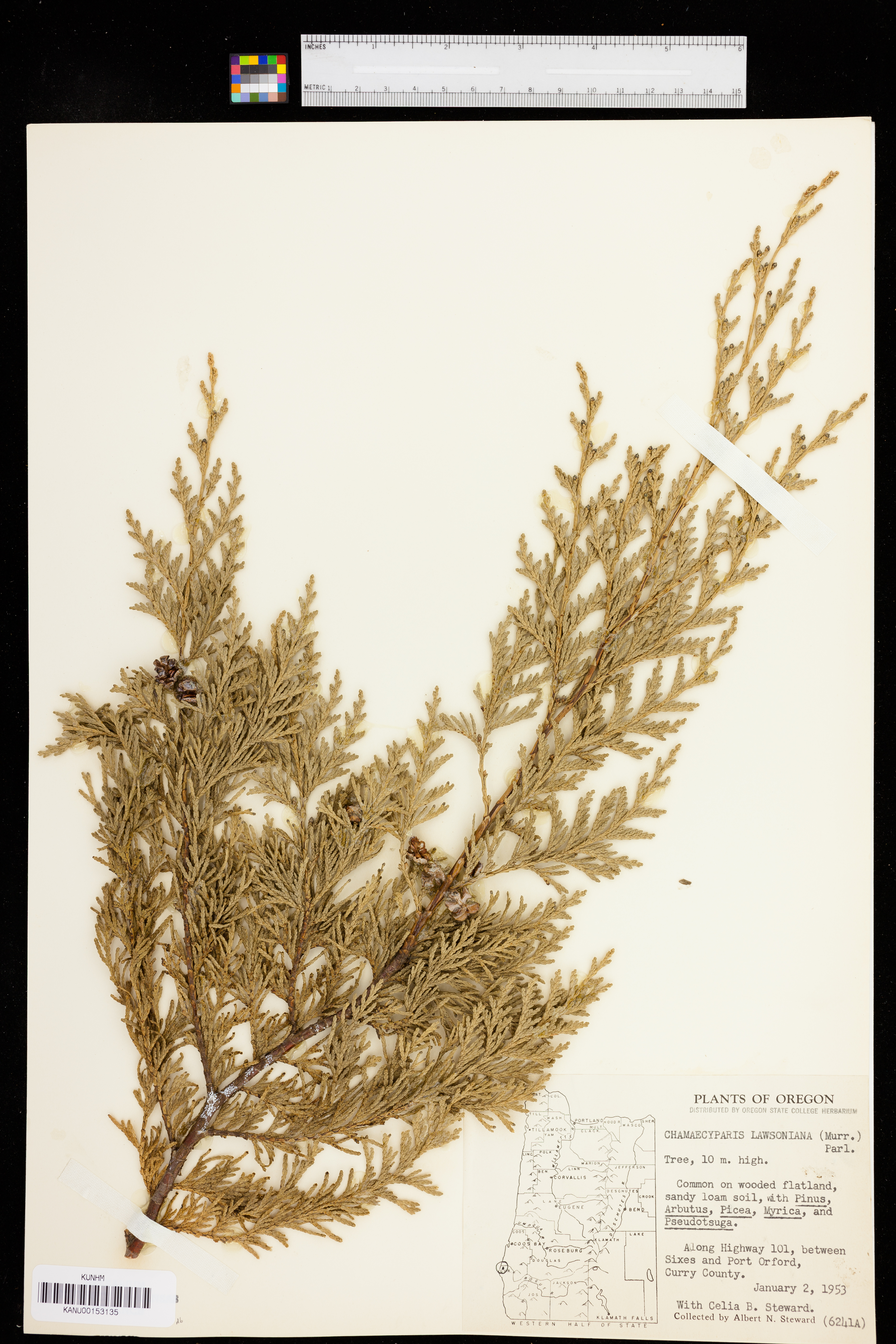 Chamaecyparis lawsoniana image