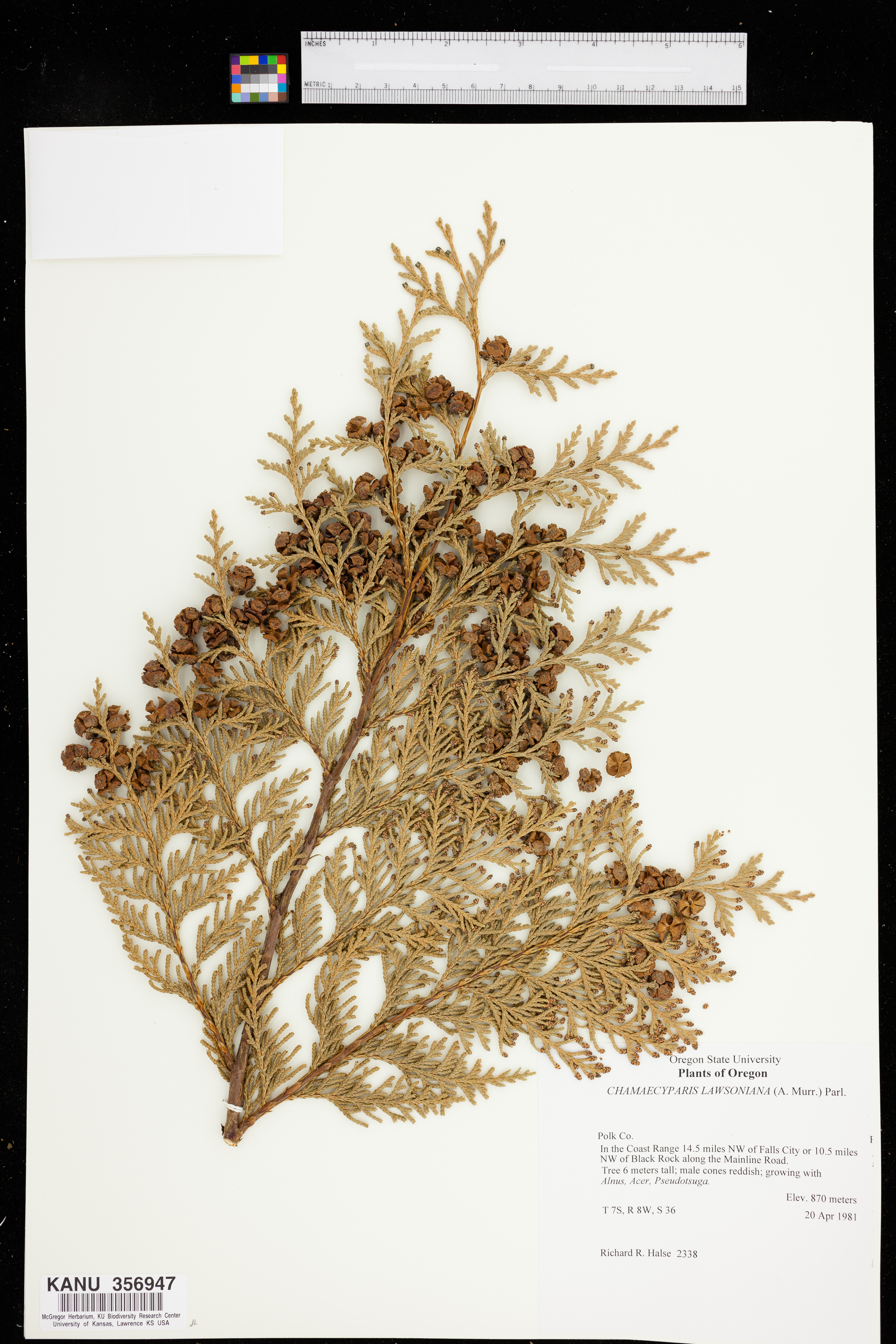 Chamaecyparis lawsoniana image