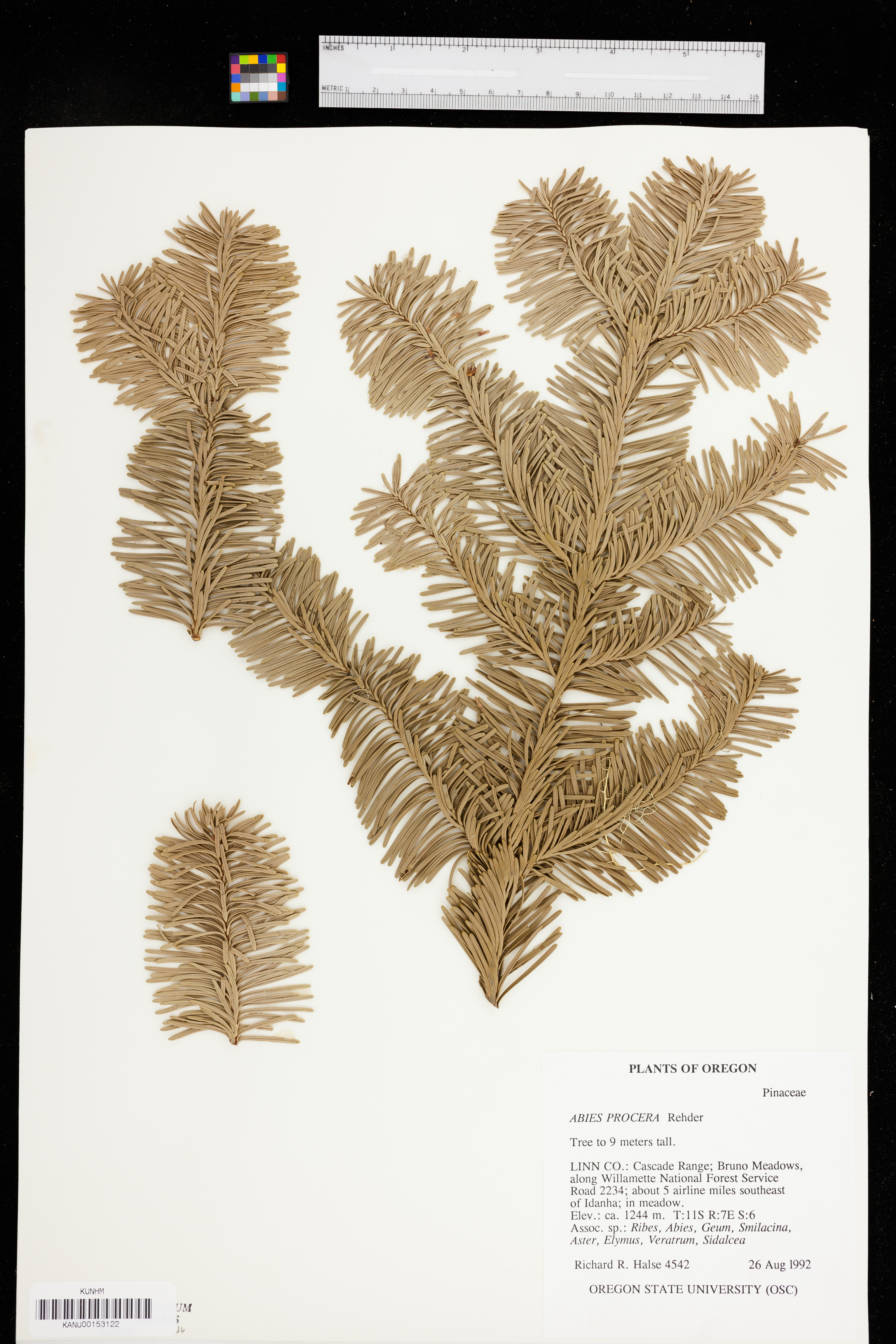 Abies procera image