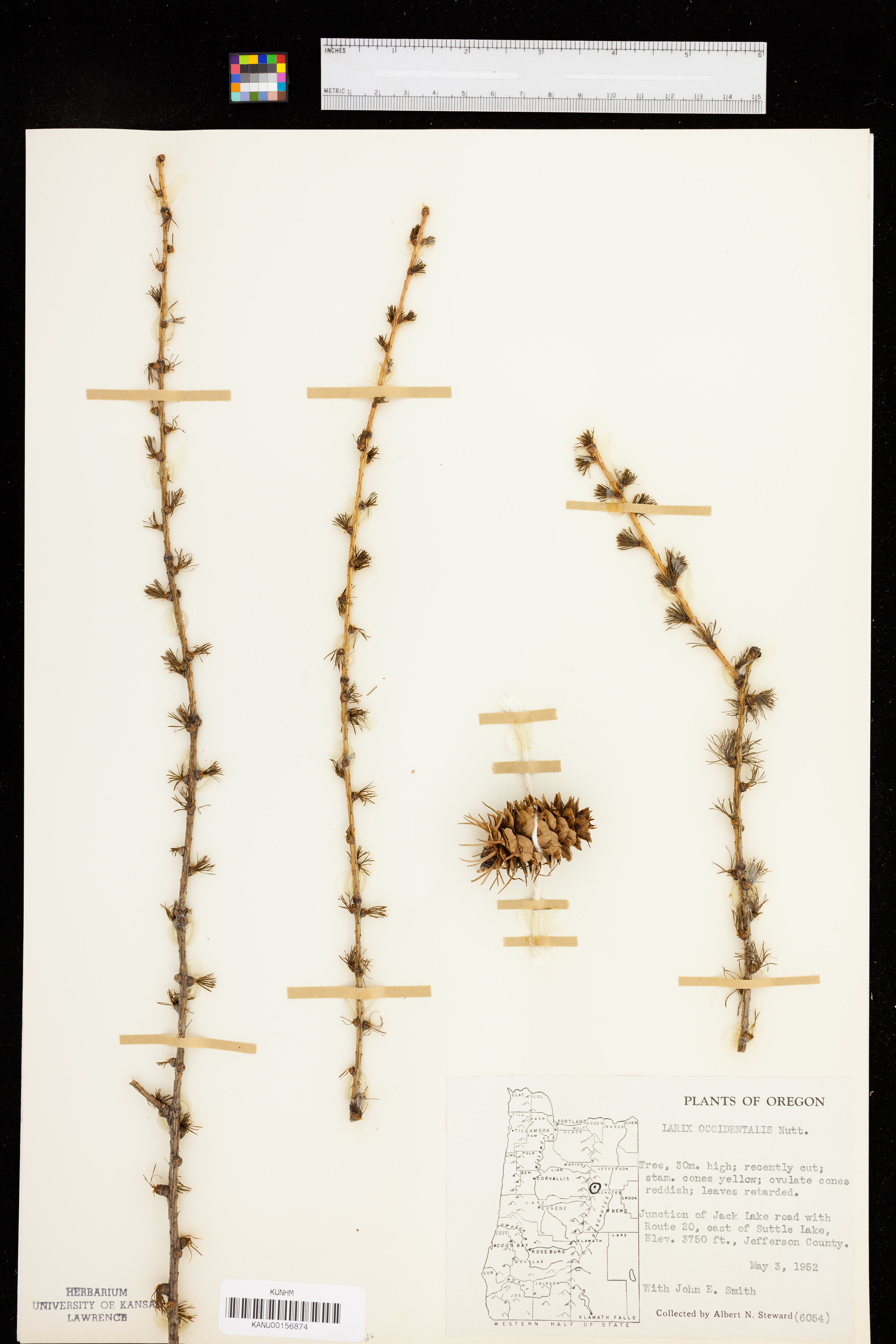 Larix occidentalis image