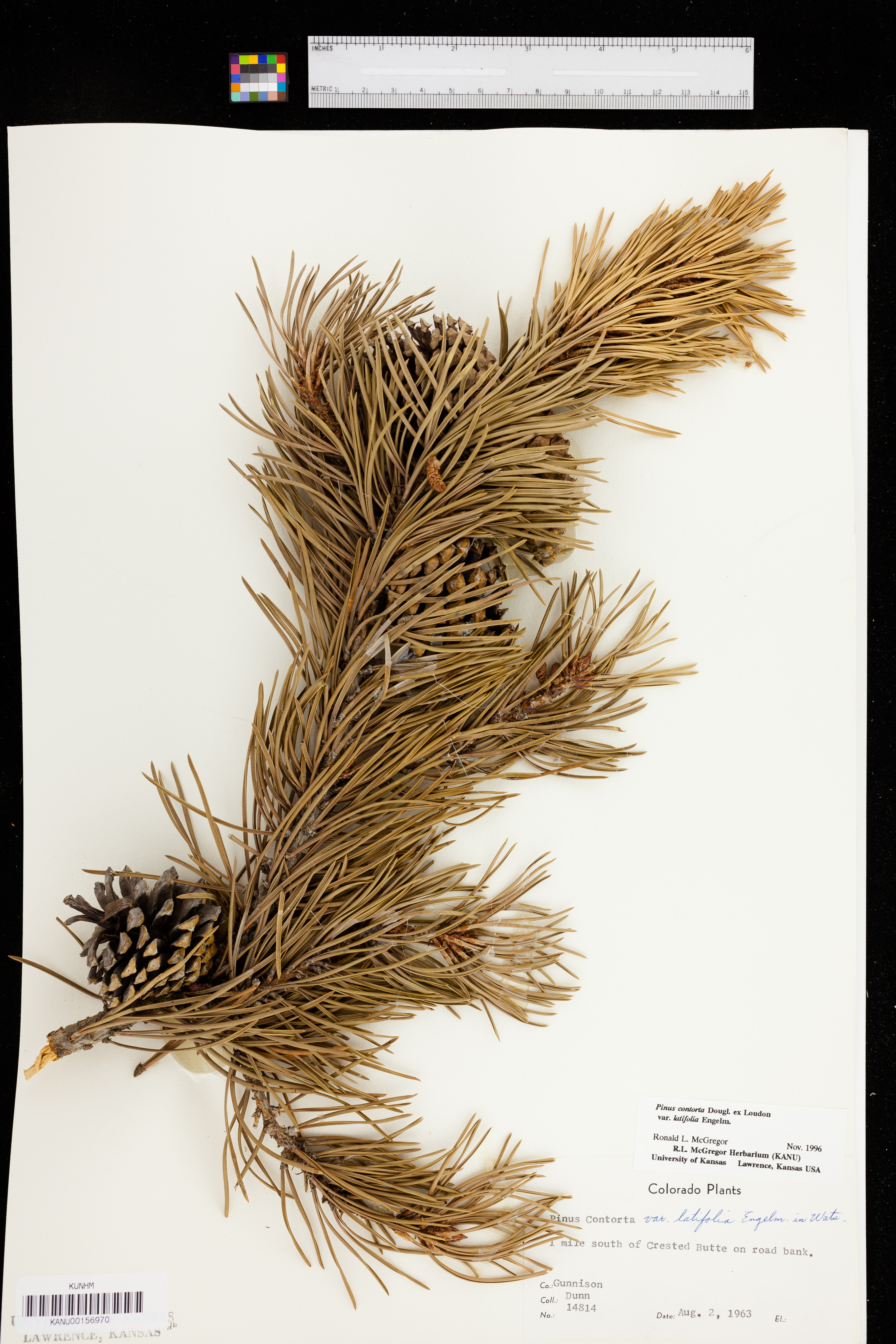 Pinus contorta var. latifolia image