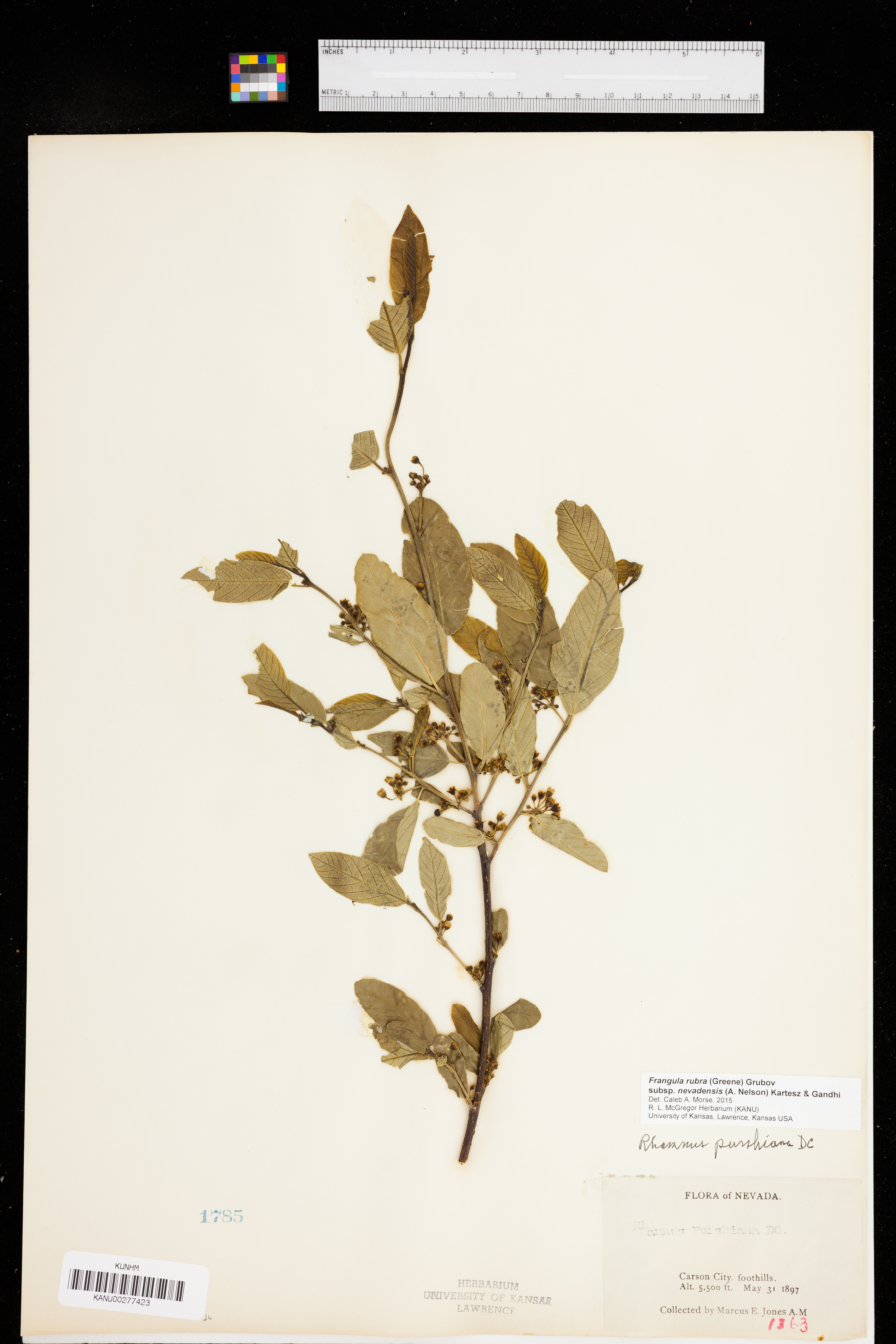 Frangula rubra subsp. nevadensis image