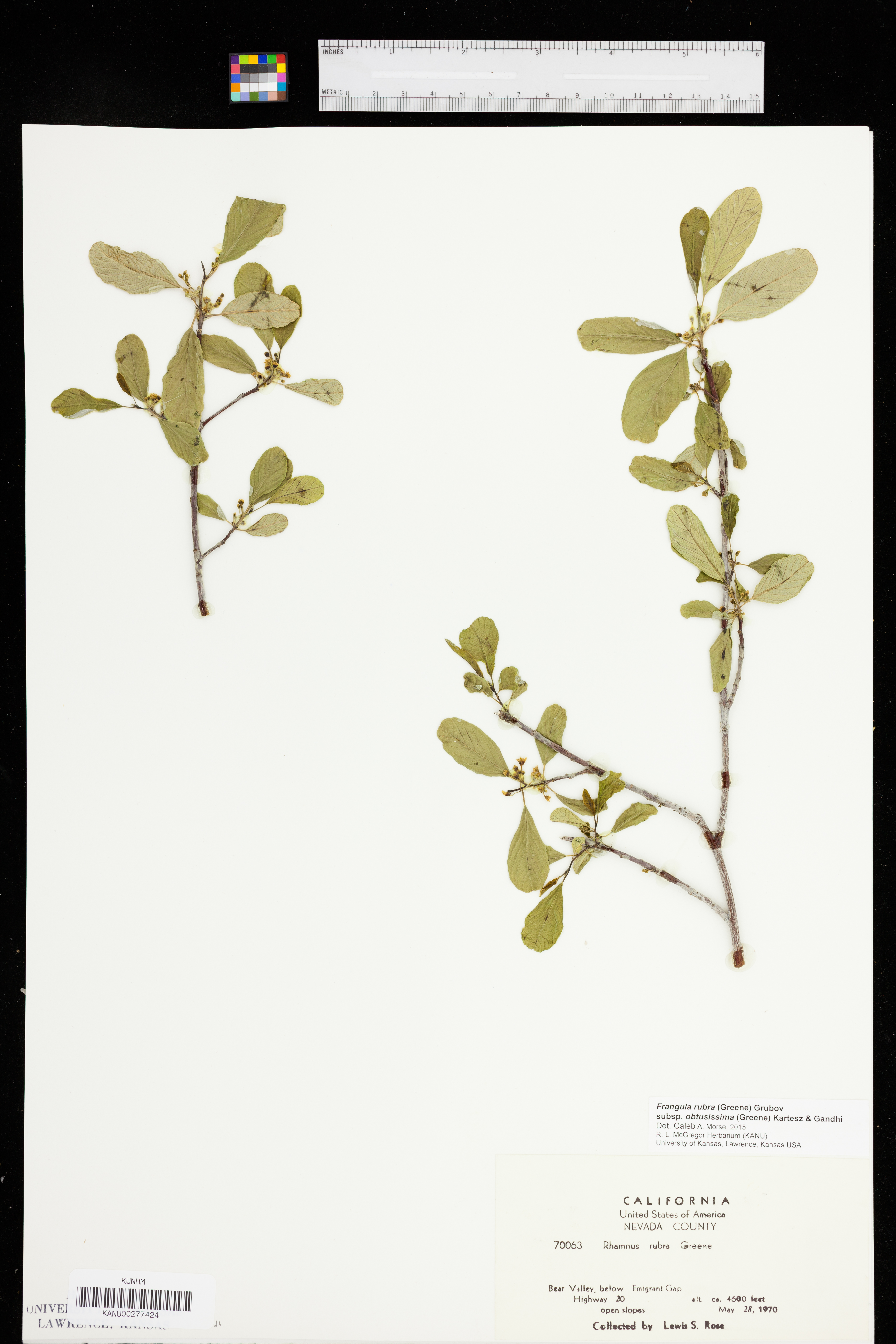 Frangula rubra subsp. obtusissima image