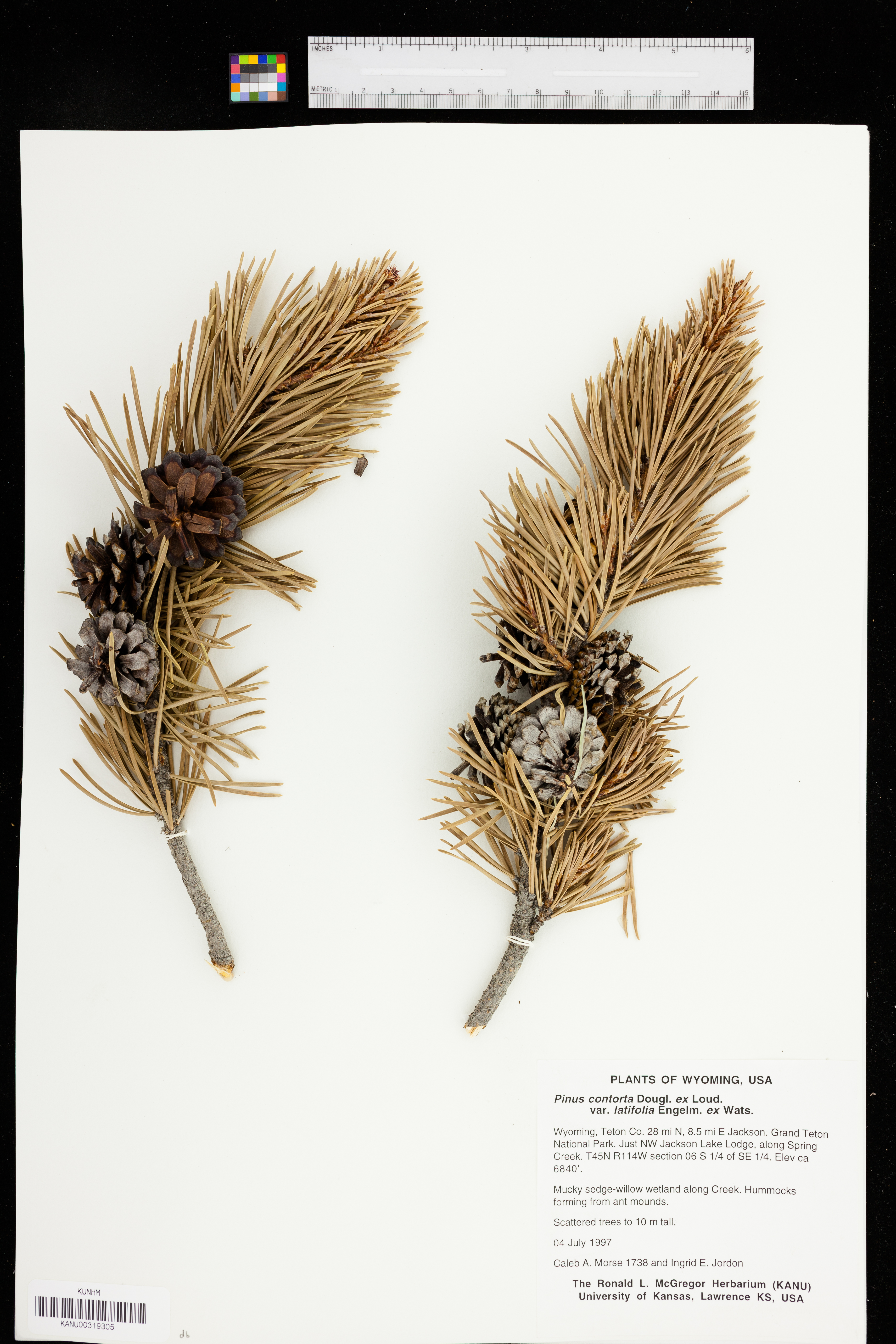 Pinus contorta var. latifolia image