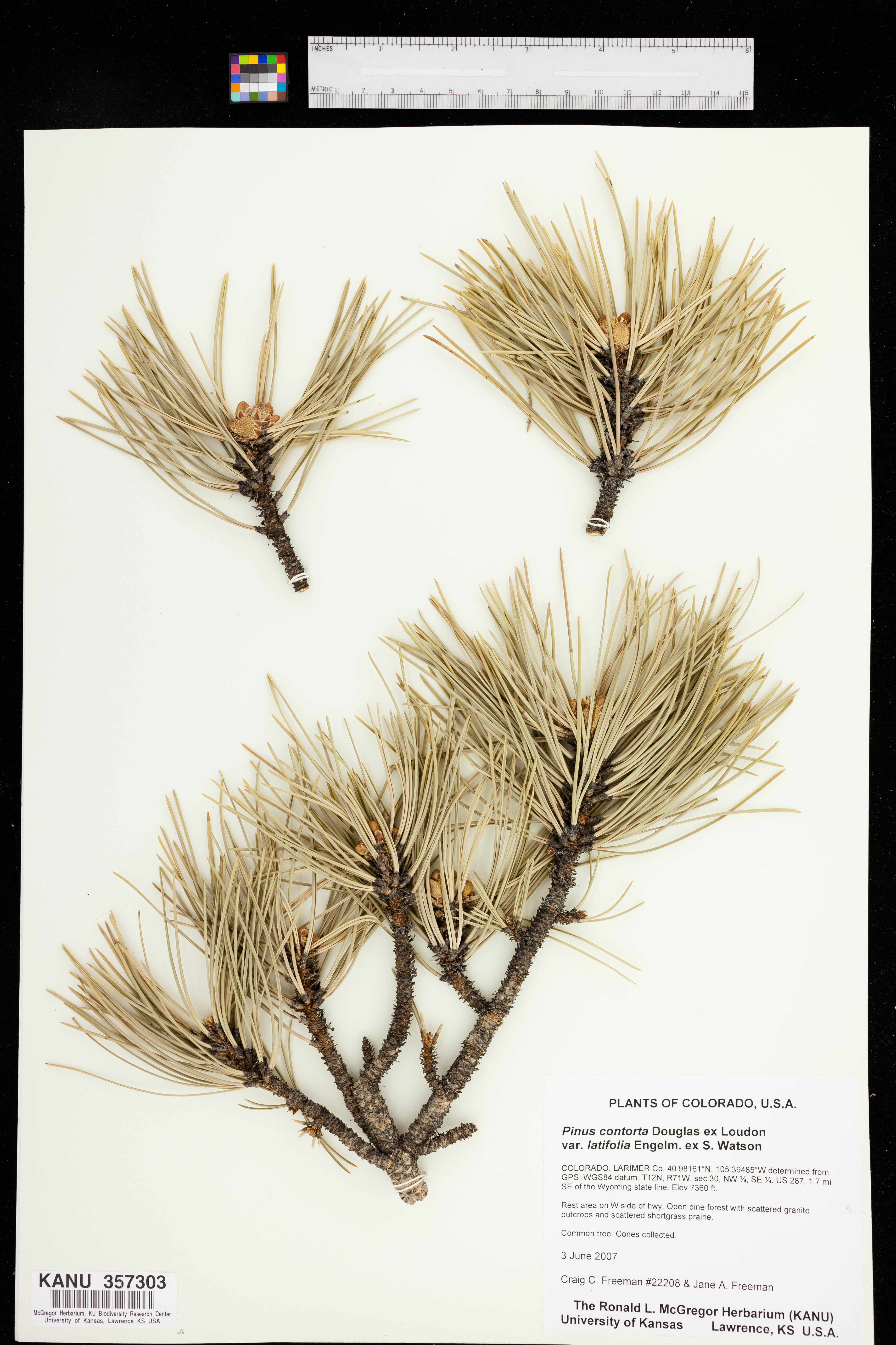 Pinus contorta var. latifolia image