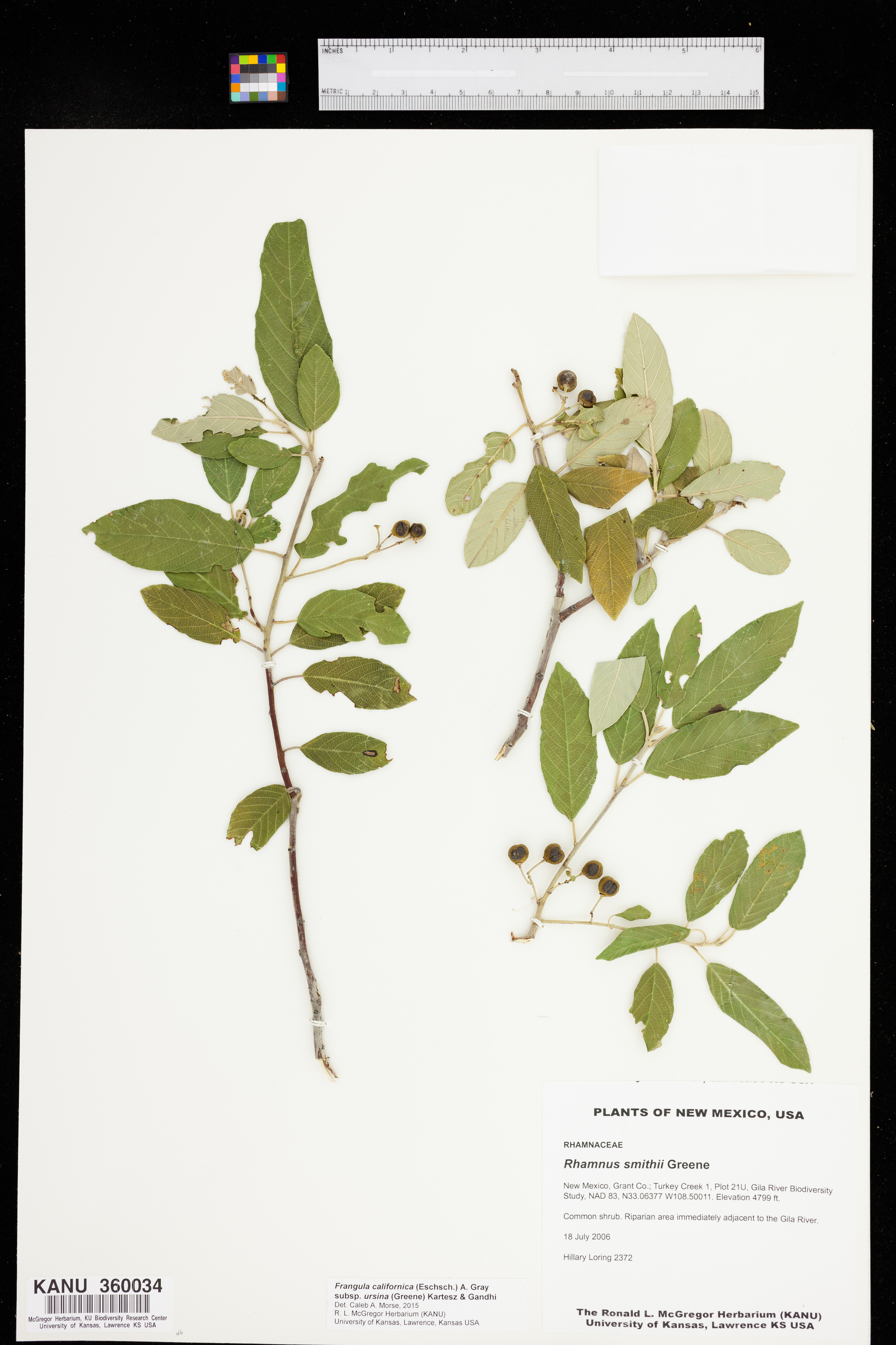 Frangula californica subsp. ursina image