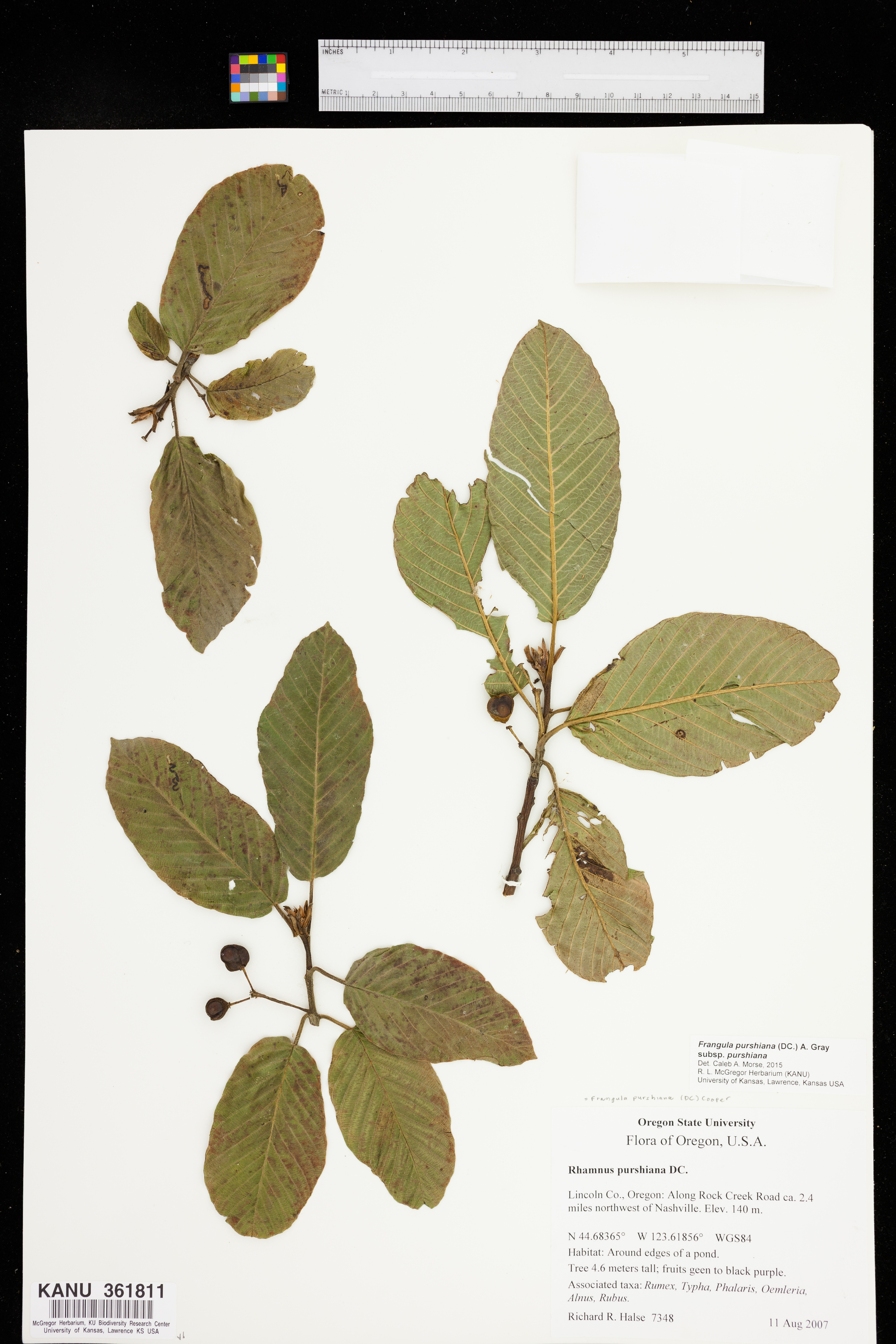 Frangula purshiana subsp. purshiana image