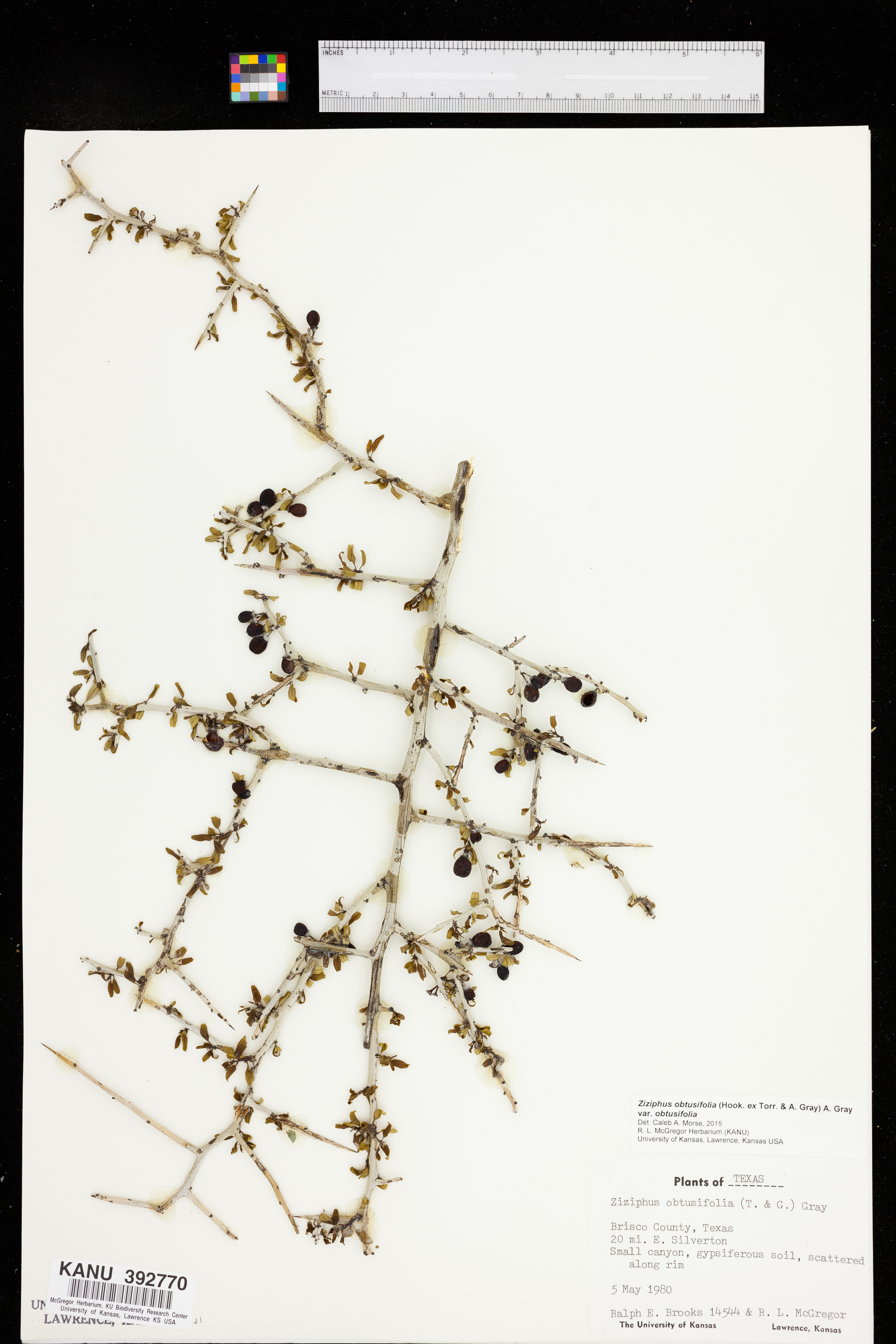Sarcomphalus obtusifolius var. obtusifolius image