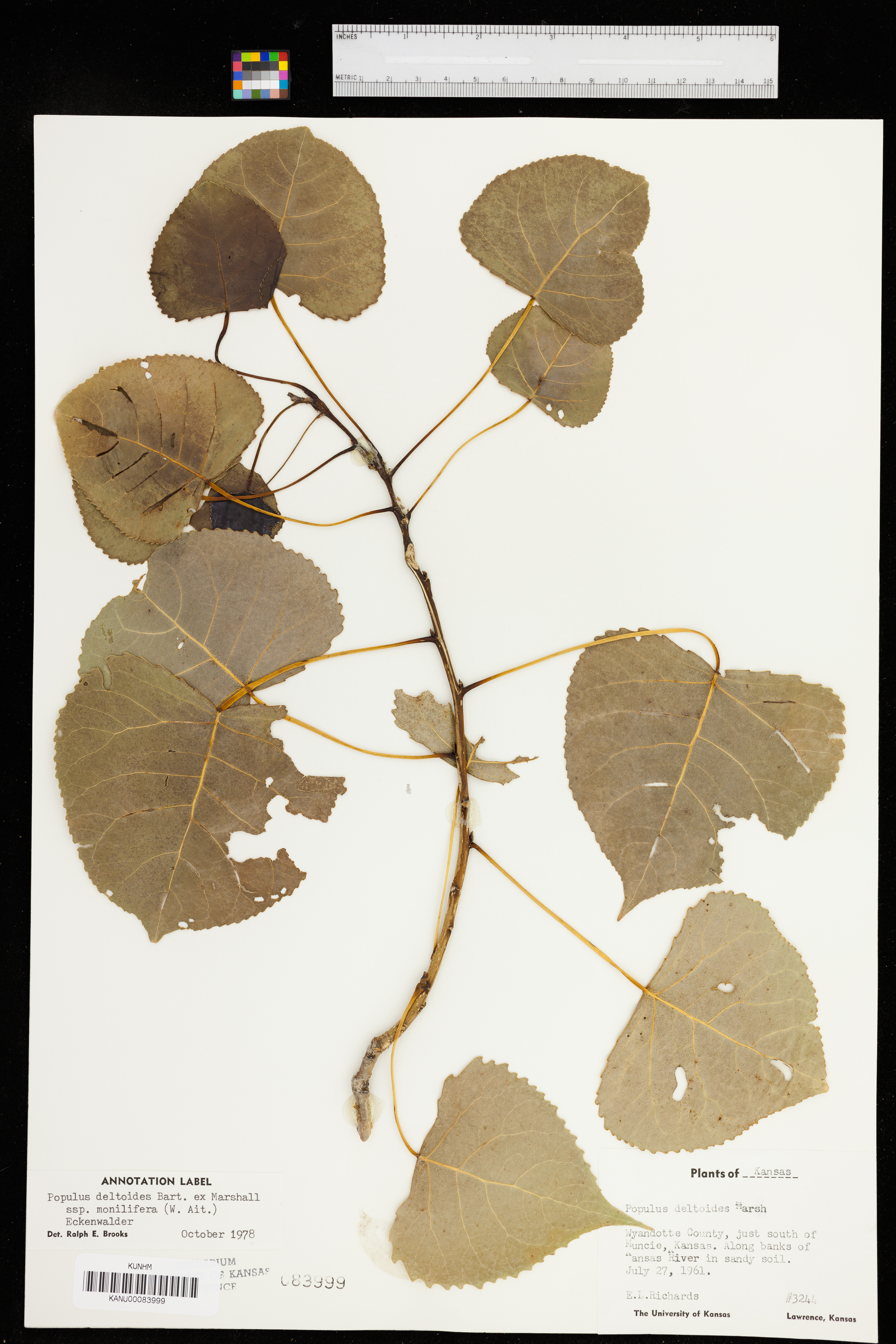 Populus deltoides subsp. monilifera image