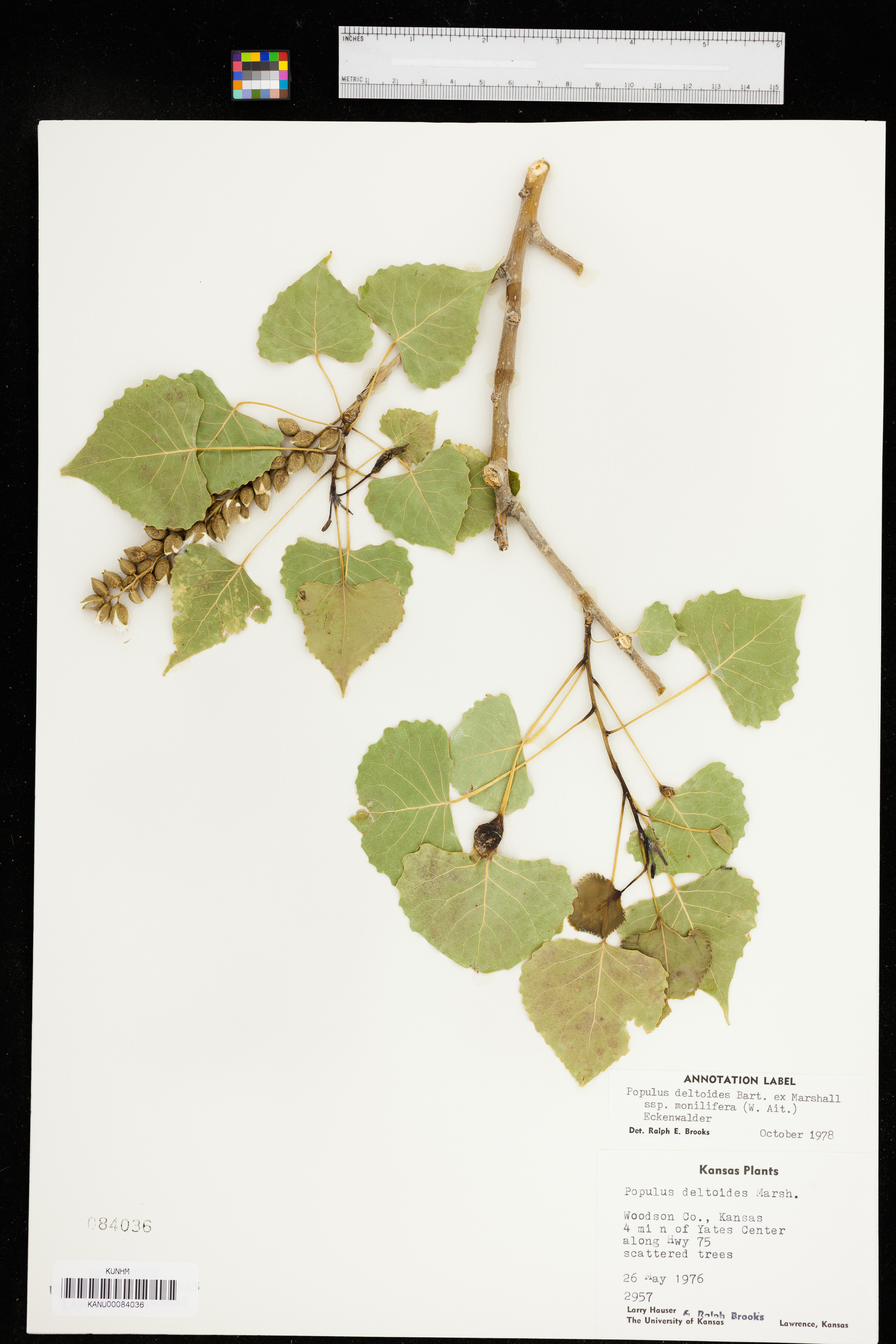 Populus deltoides subsp. monilifera image