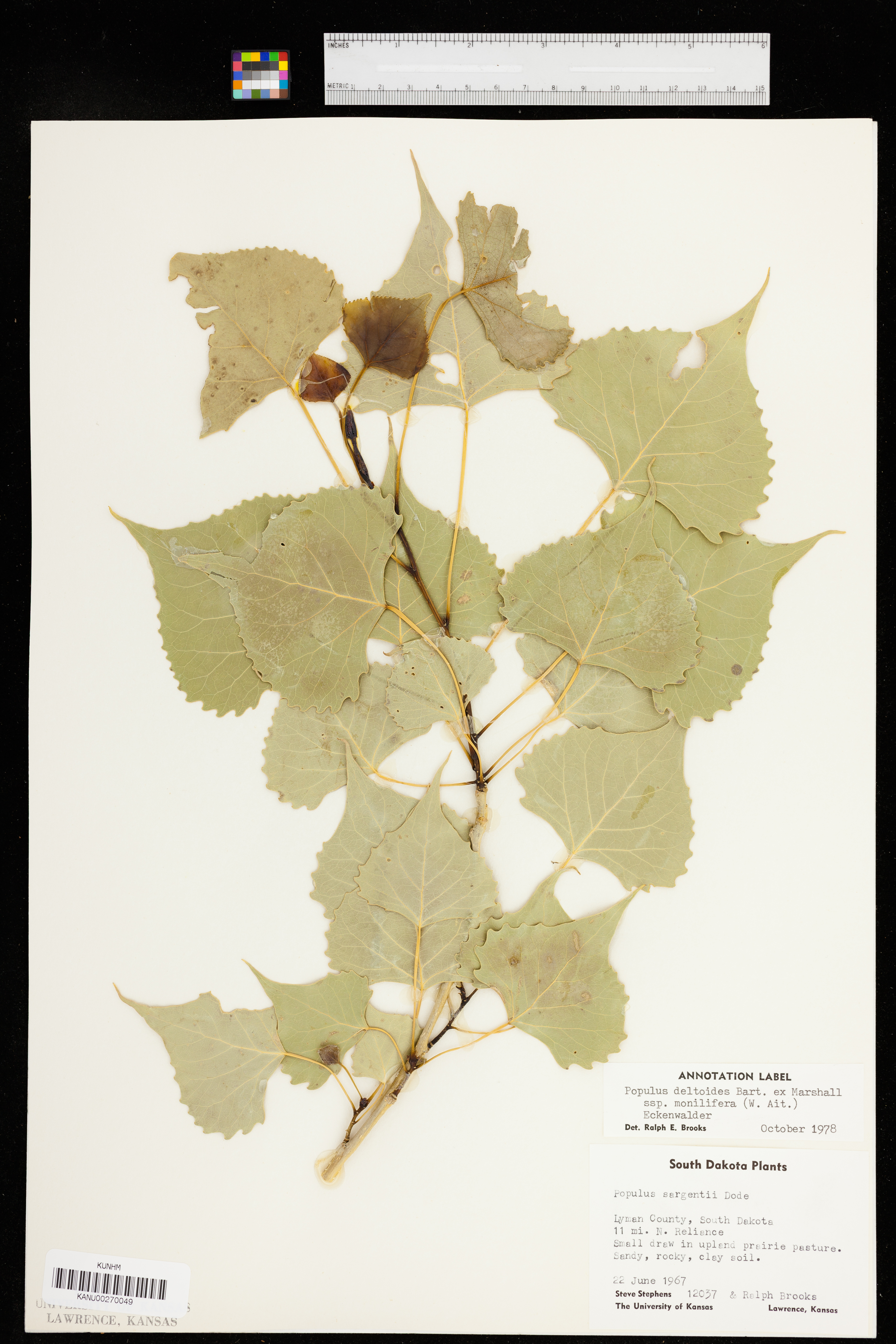 Populus deltoides subsp. monilifera image