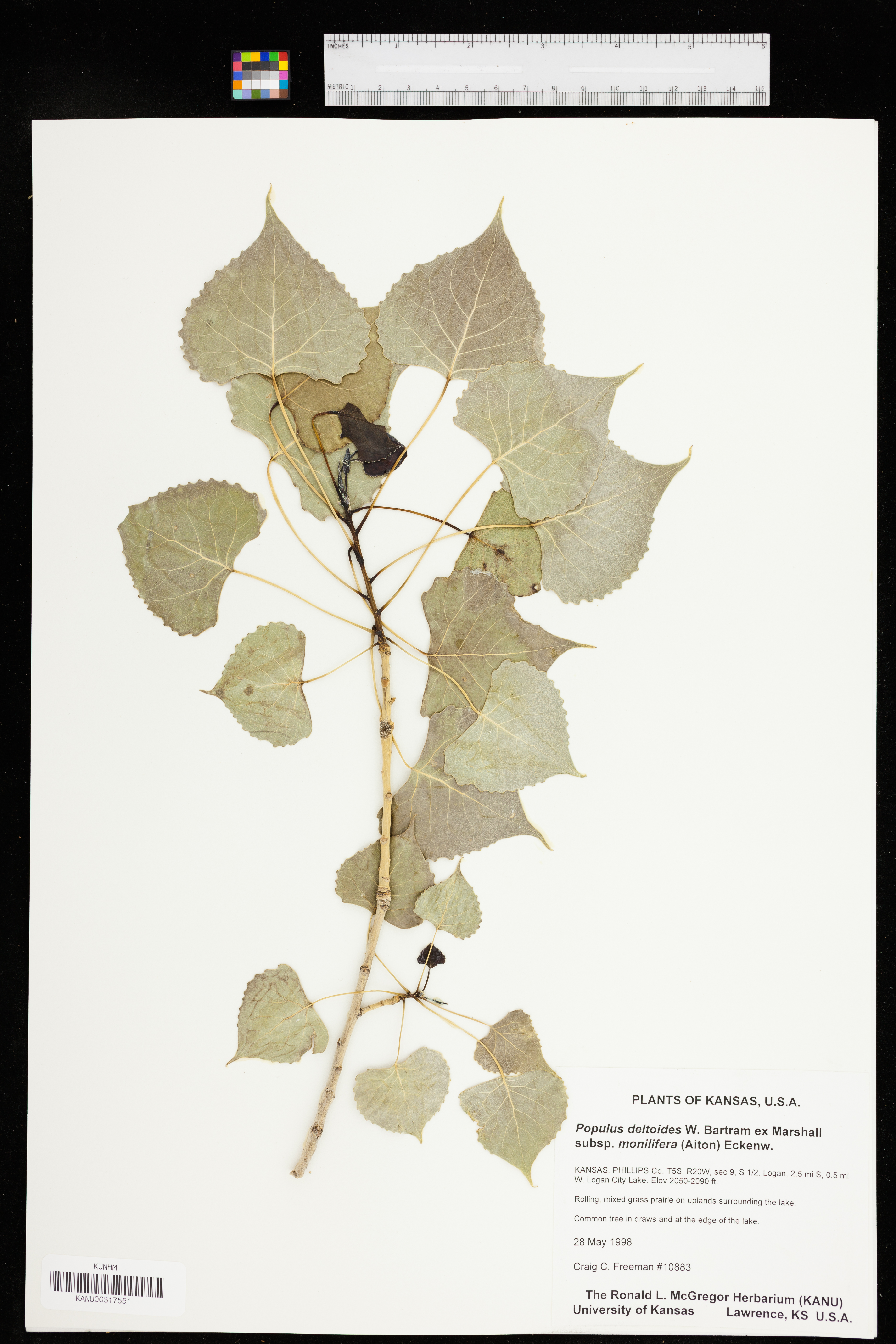 Populus deltoides subsp. monilifera image