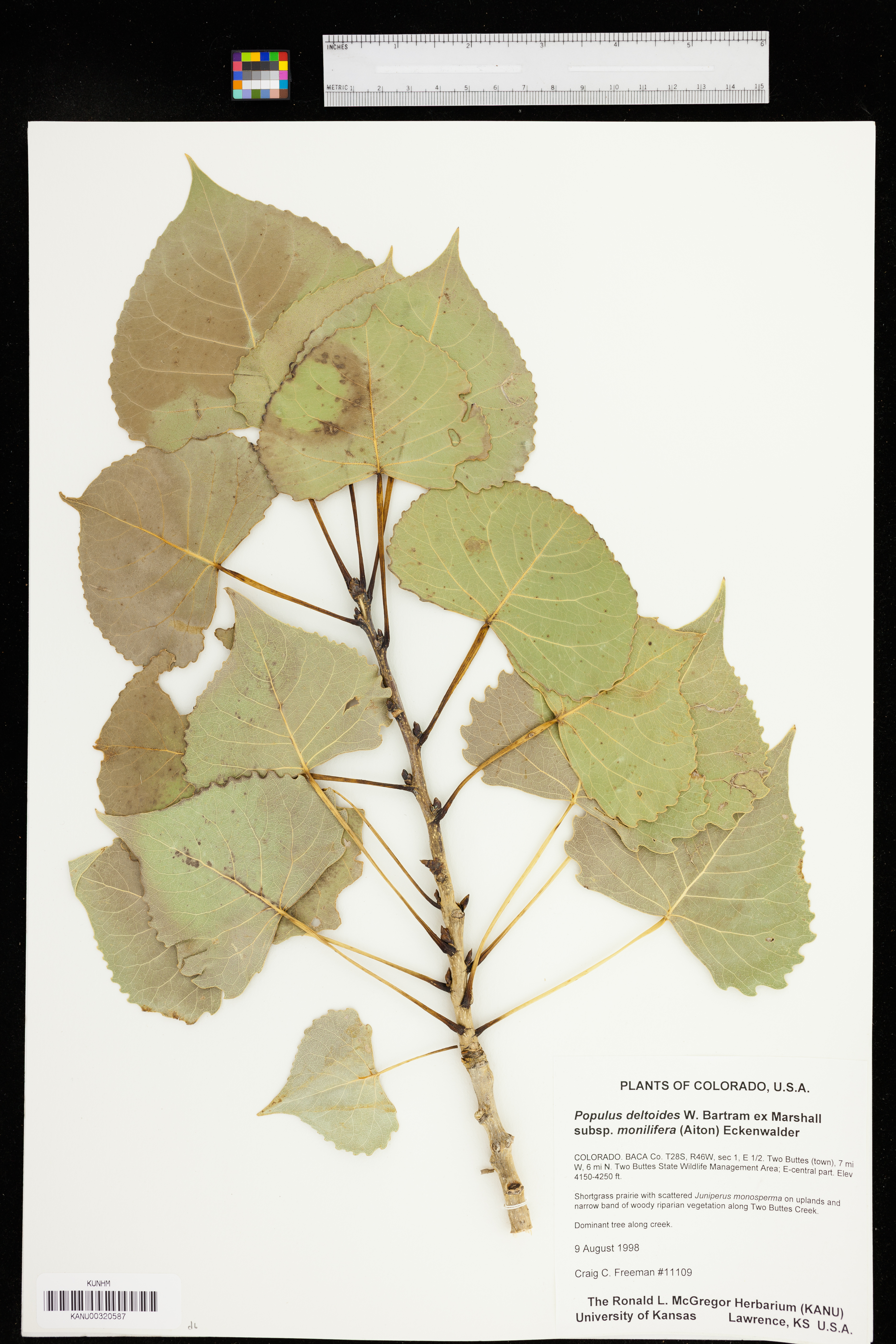 Populus deltoides subsp. monilifera image