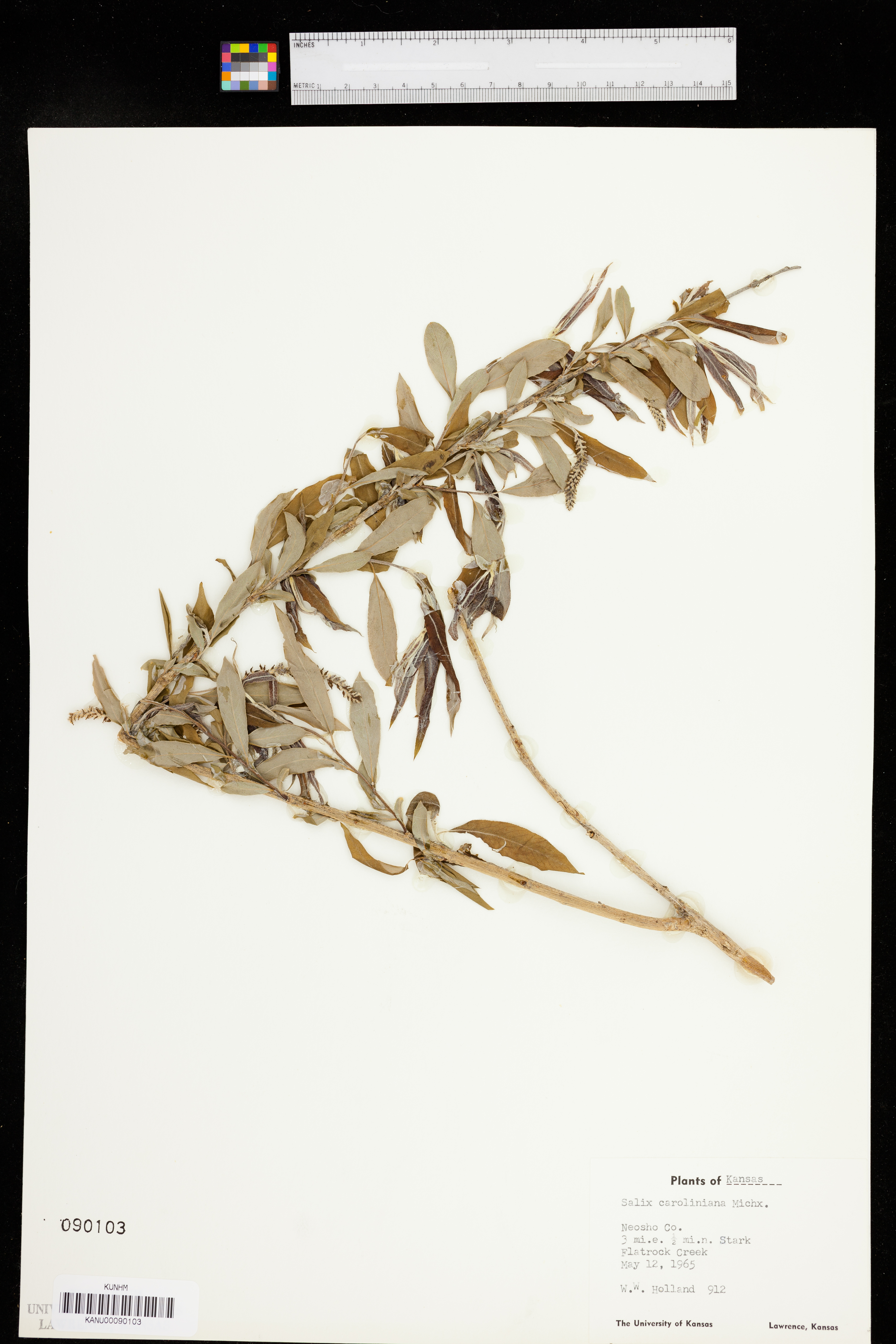 Salix caroliniana image