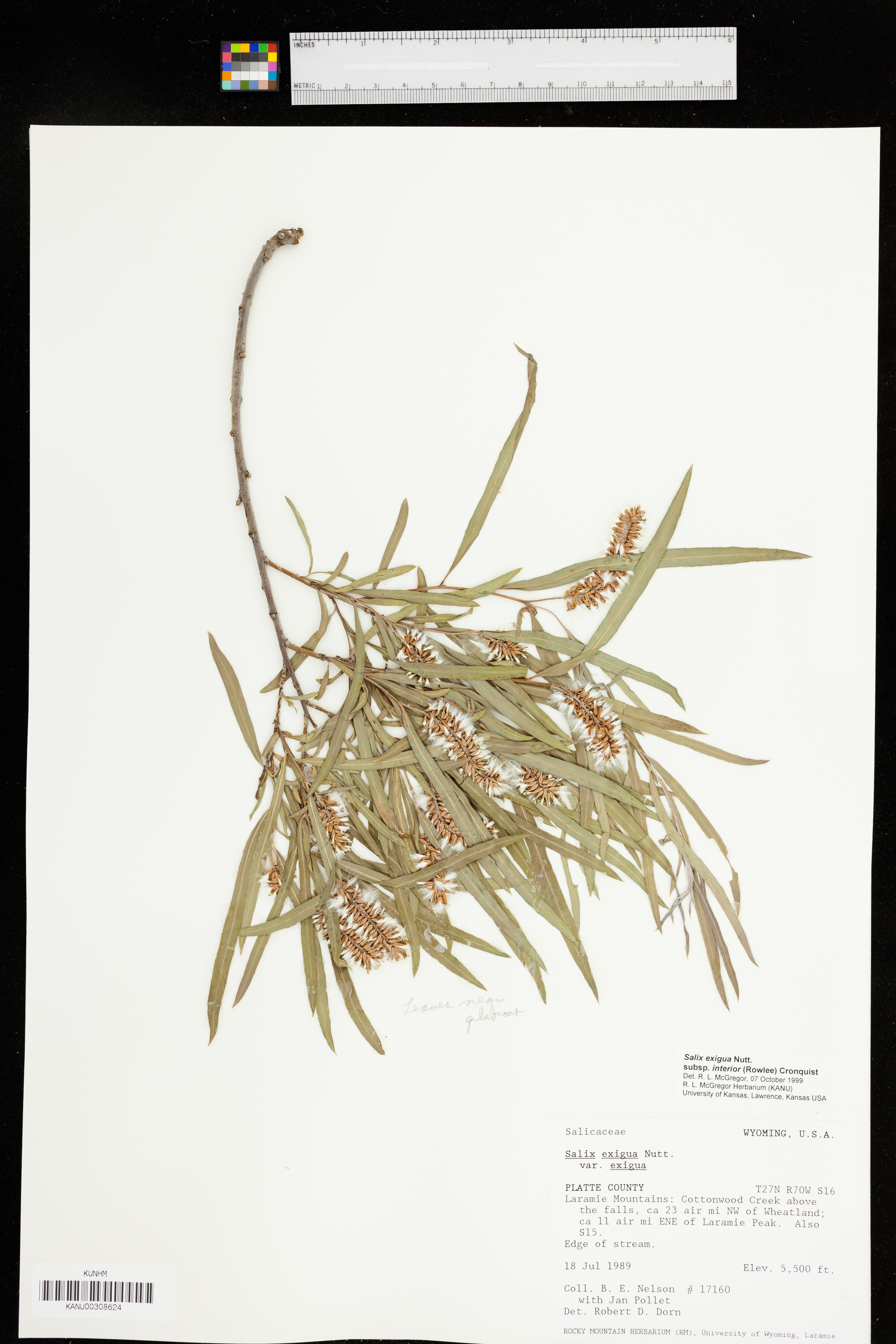 Salix exigua subsp. interior image