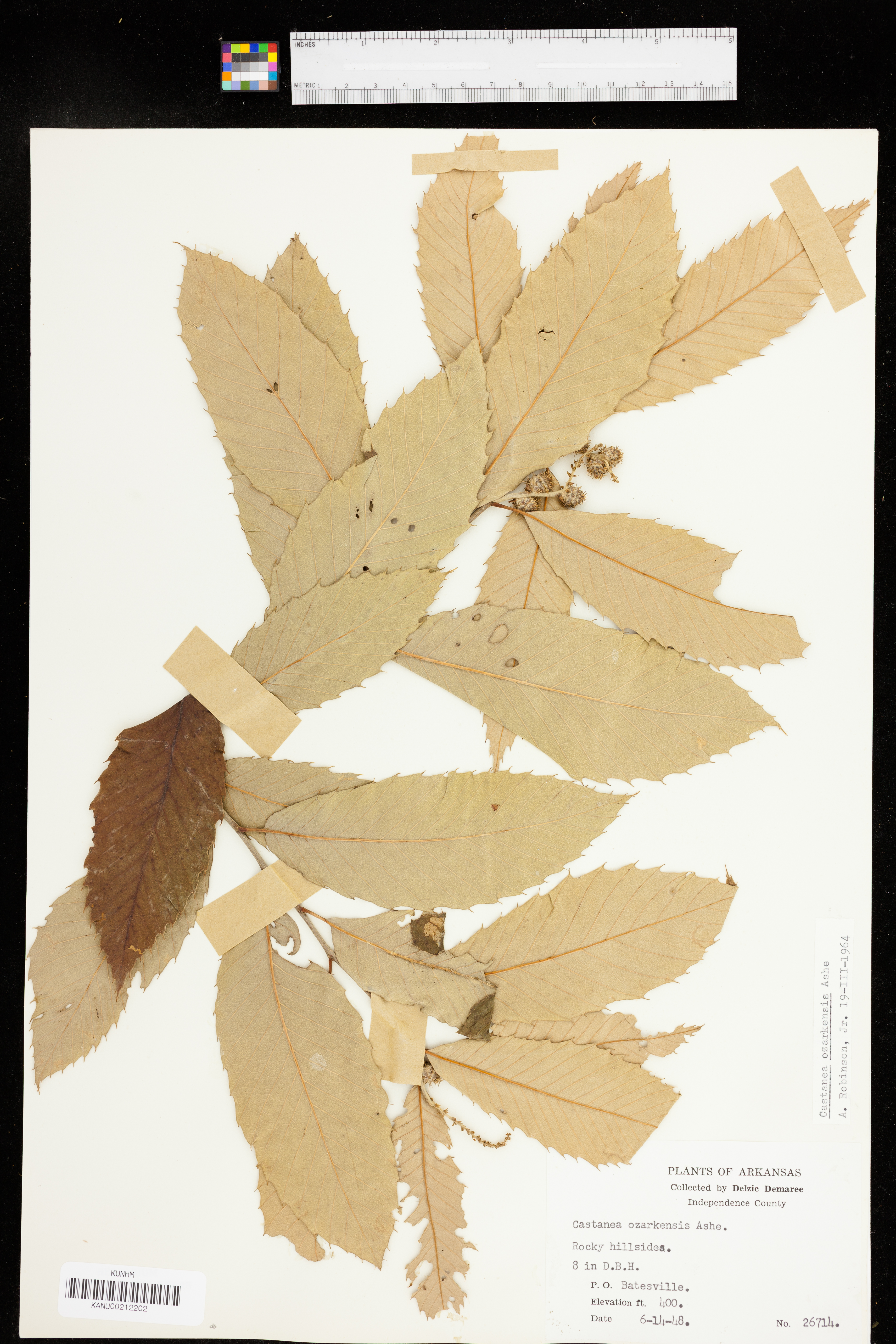 Castanea ozarkensis image