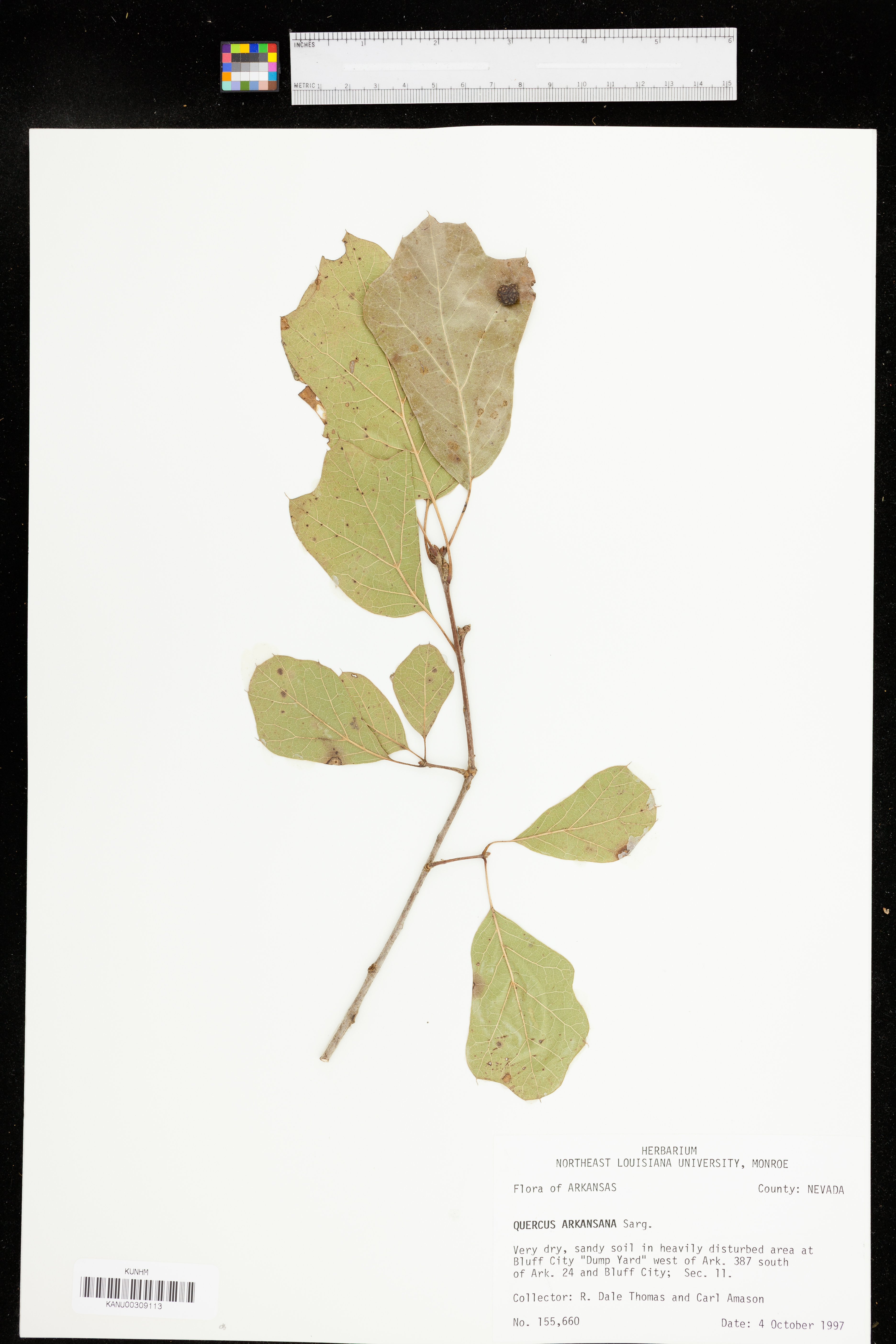 Quercus arkansana image
