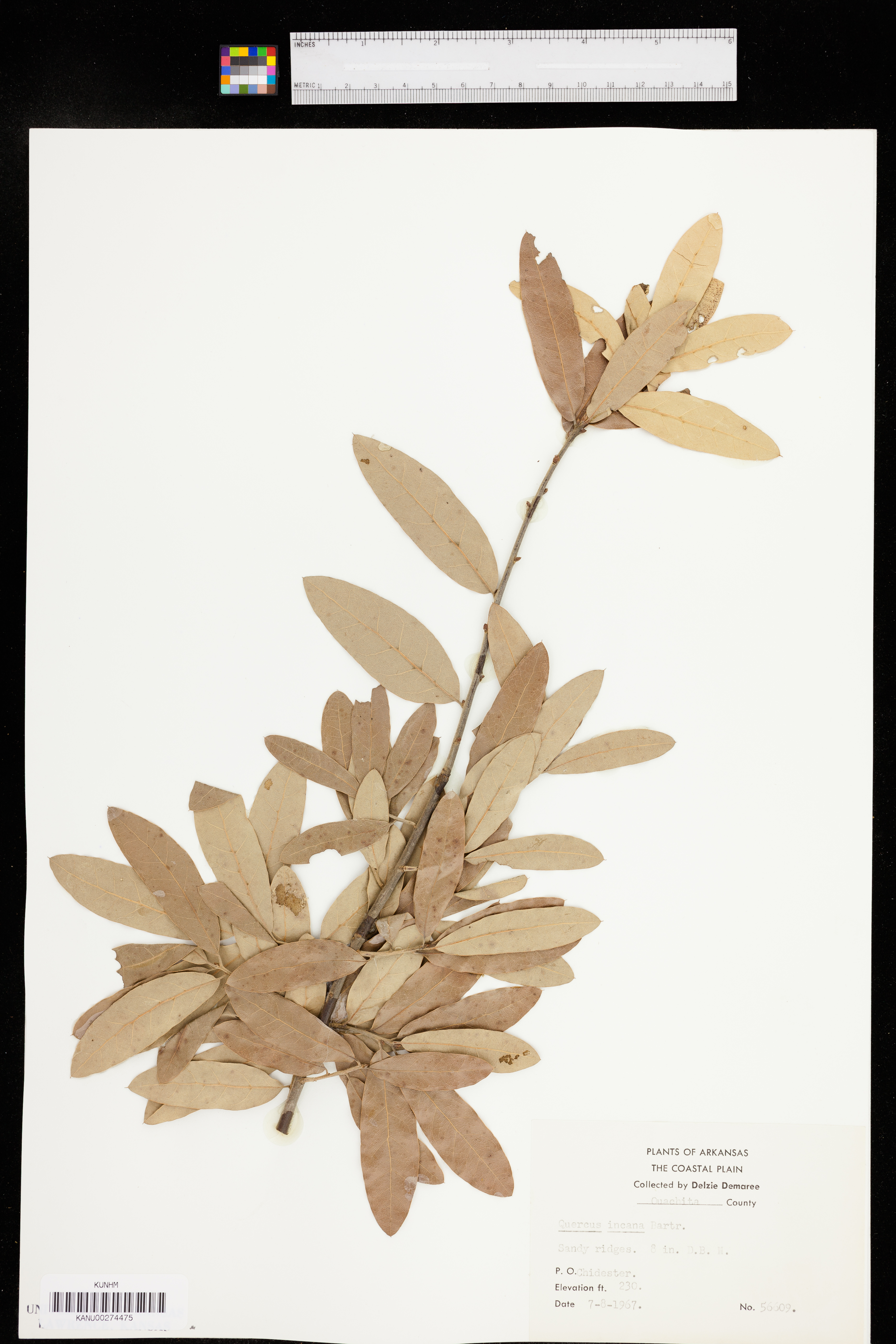 Quercus incana image