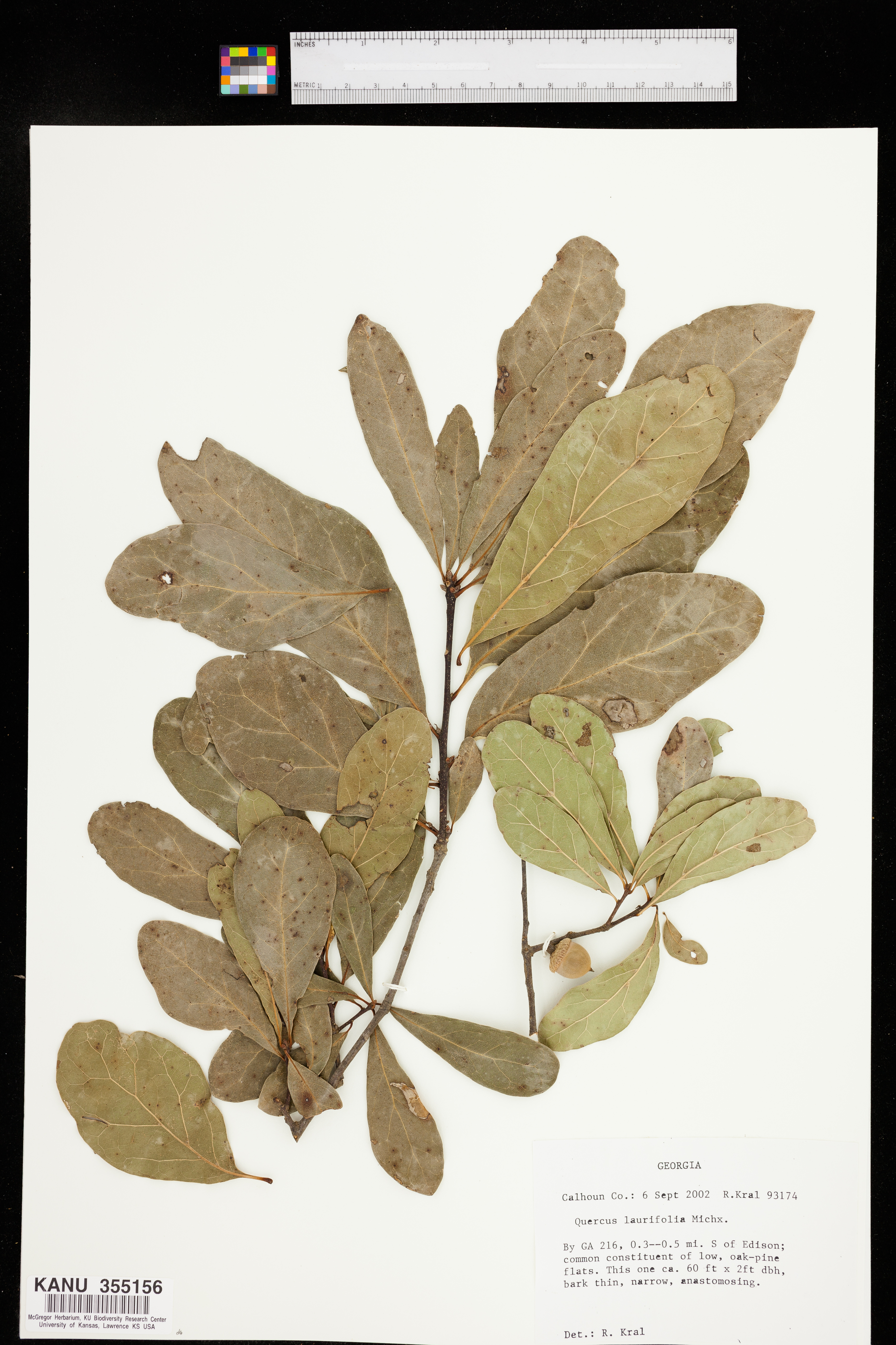 Quercus laurifolia image