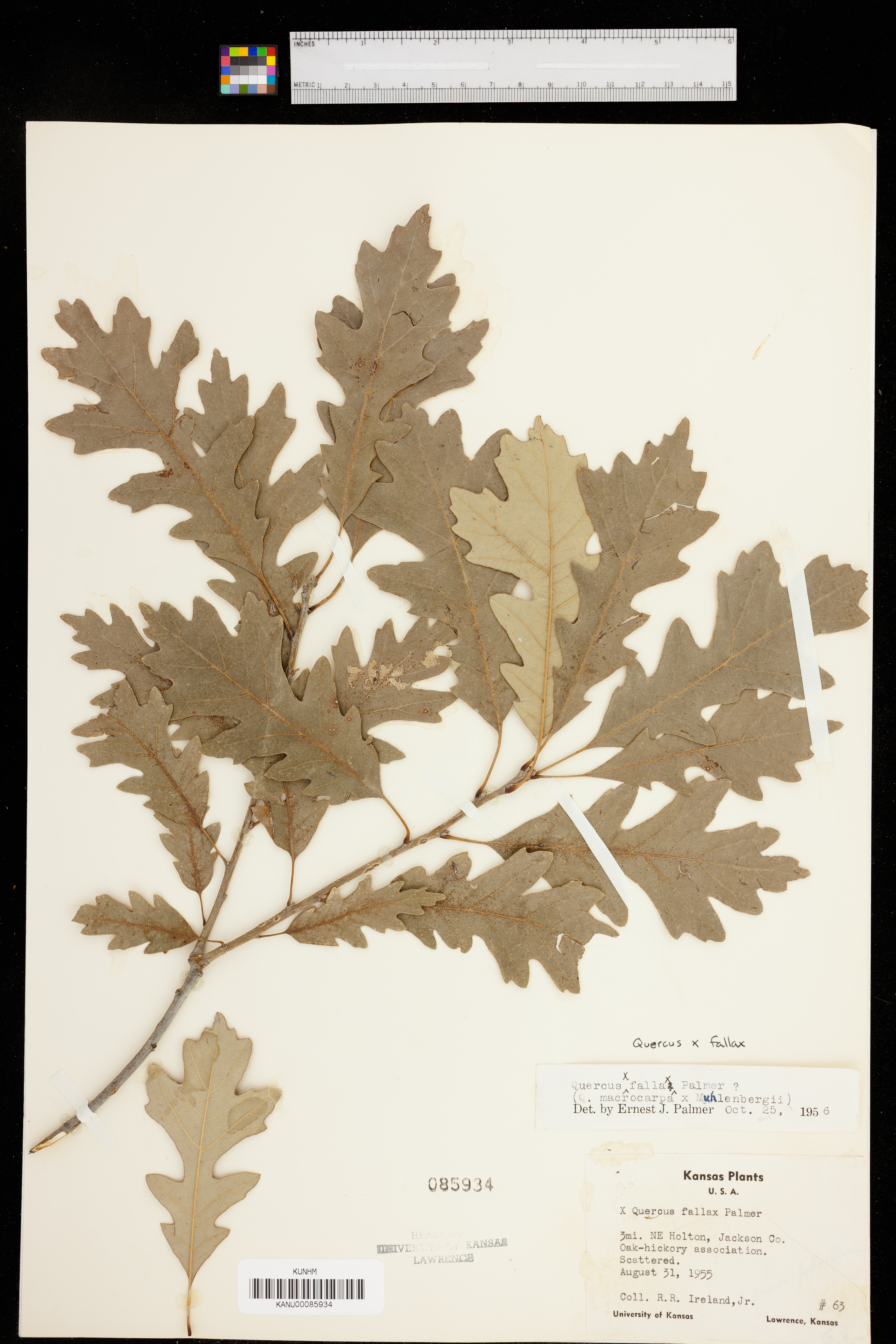 Quercus × deamii image