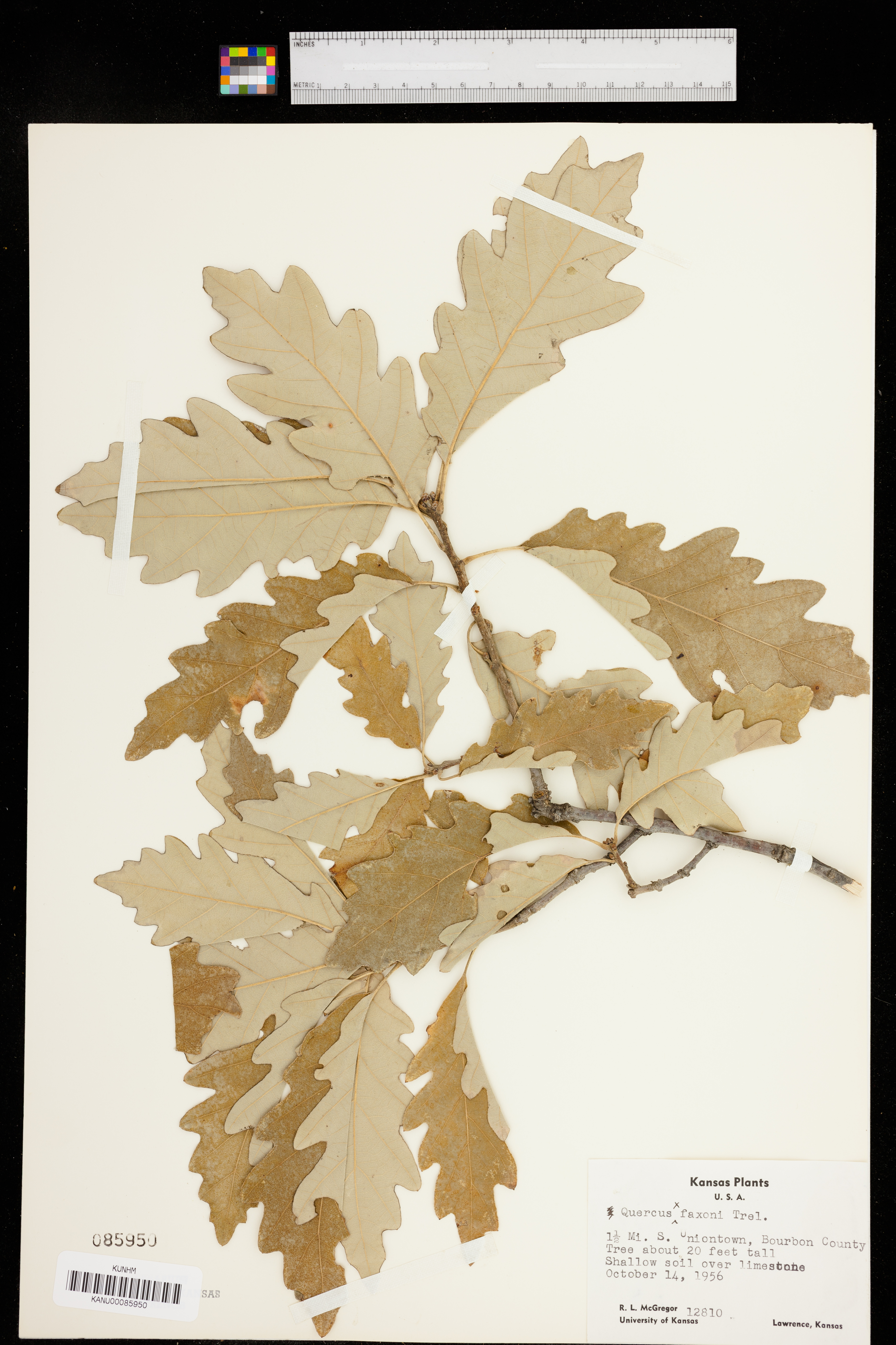 Quercus faxonii image