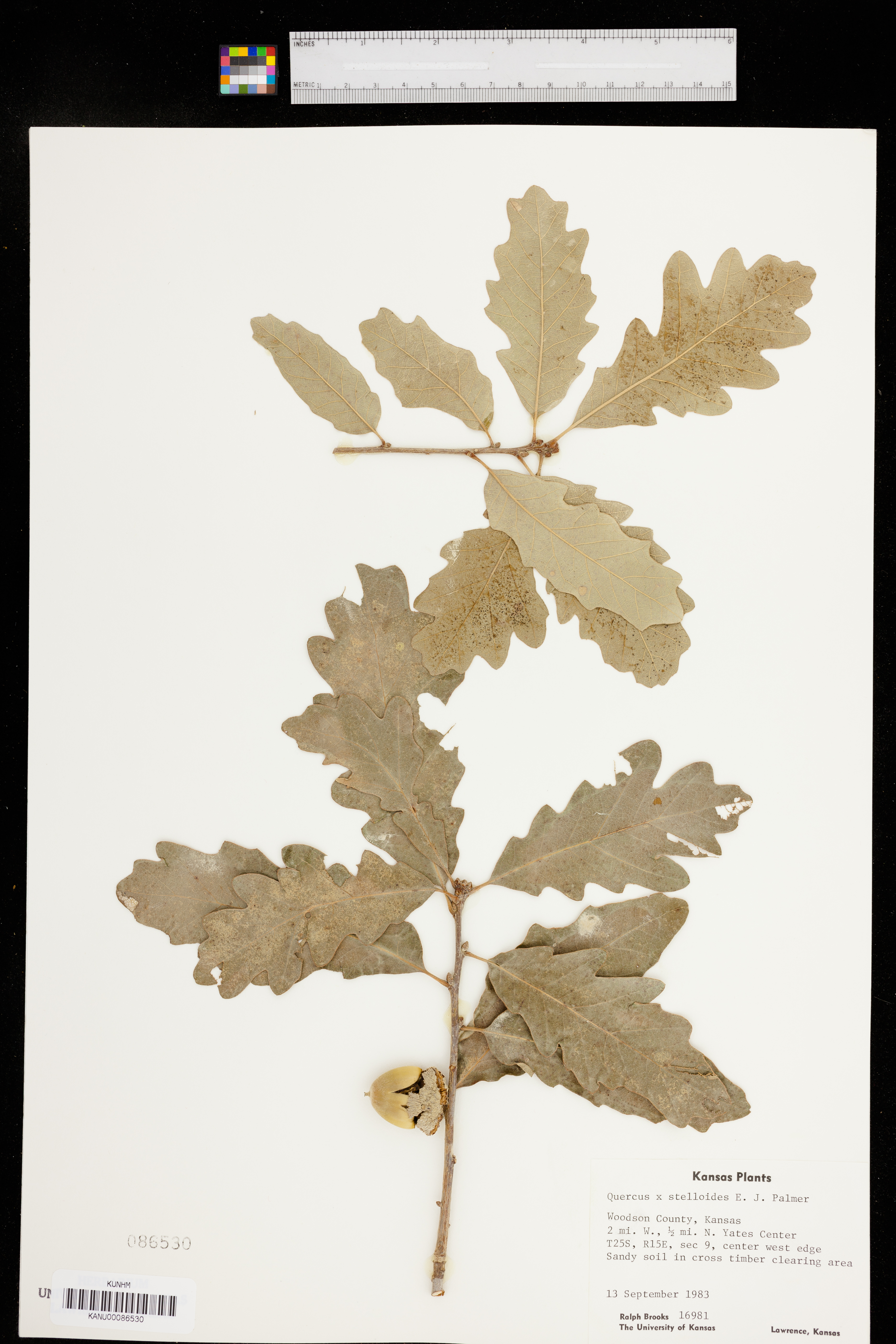 Quercus stelloides image