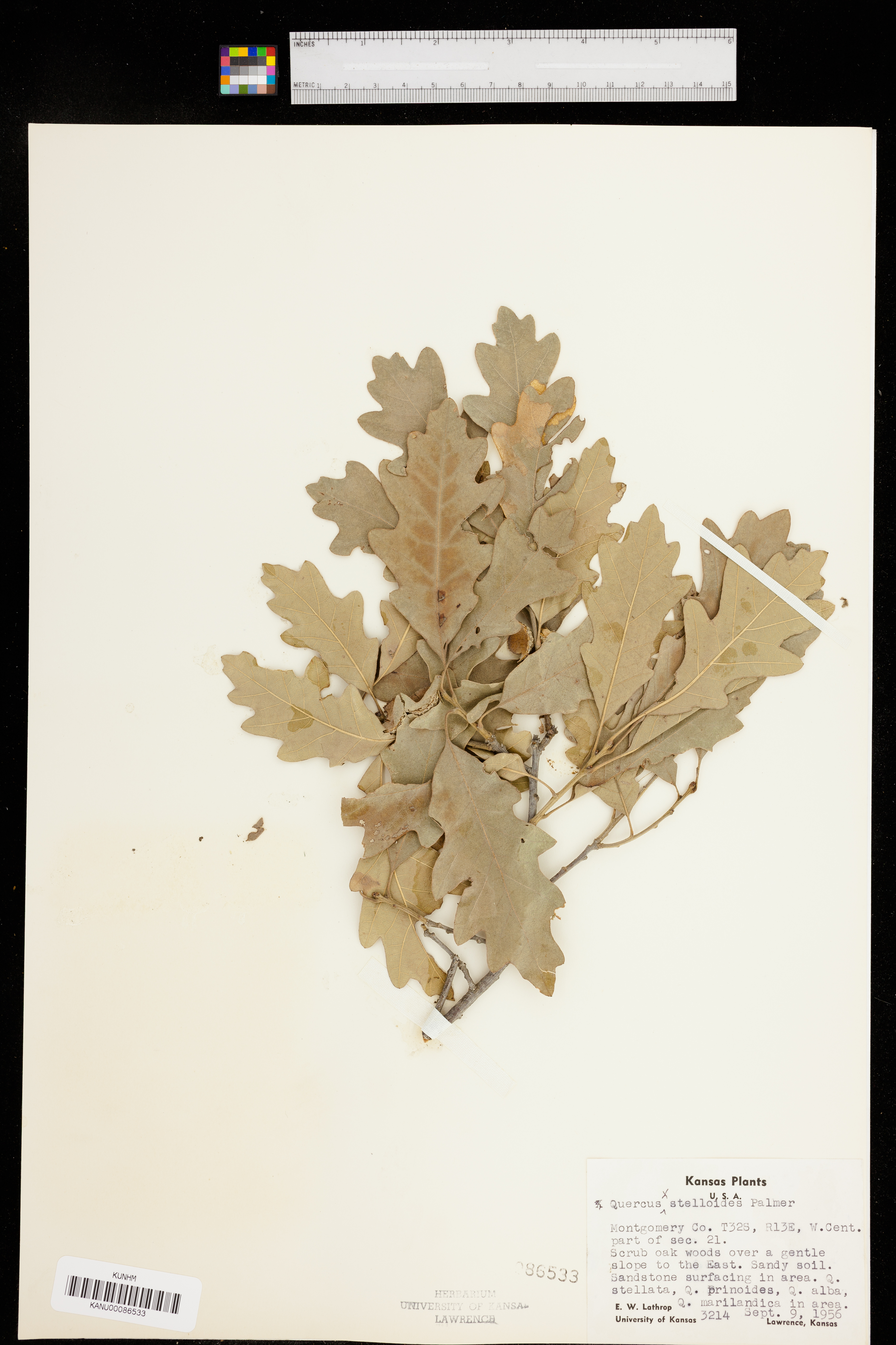 Quercus stelloides image