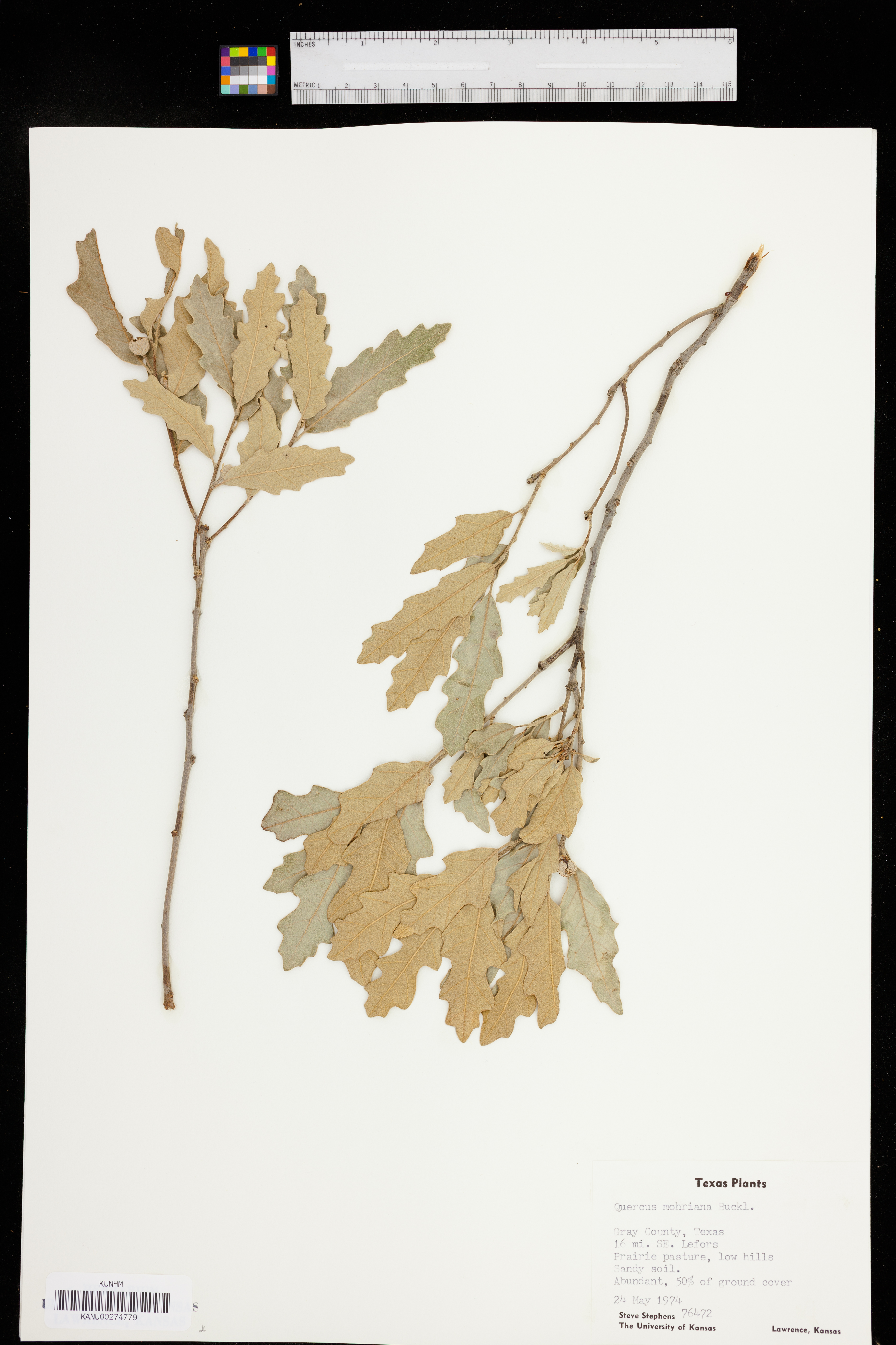 Quercus mohriana image