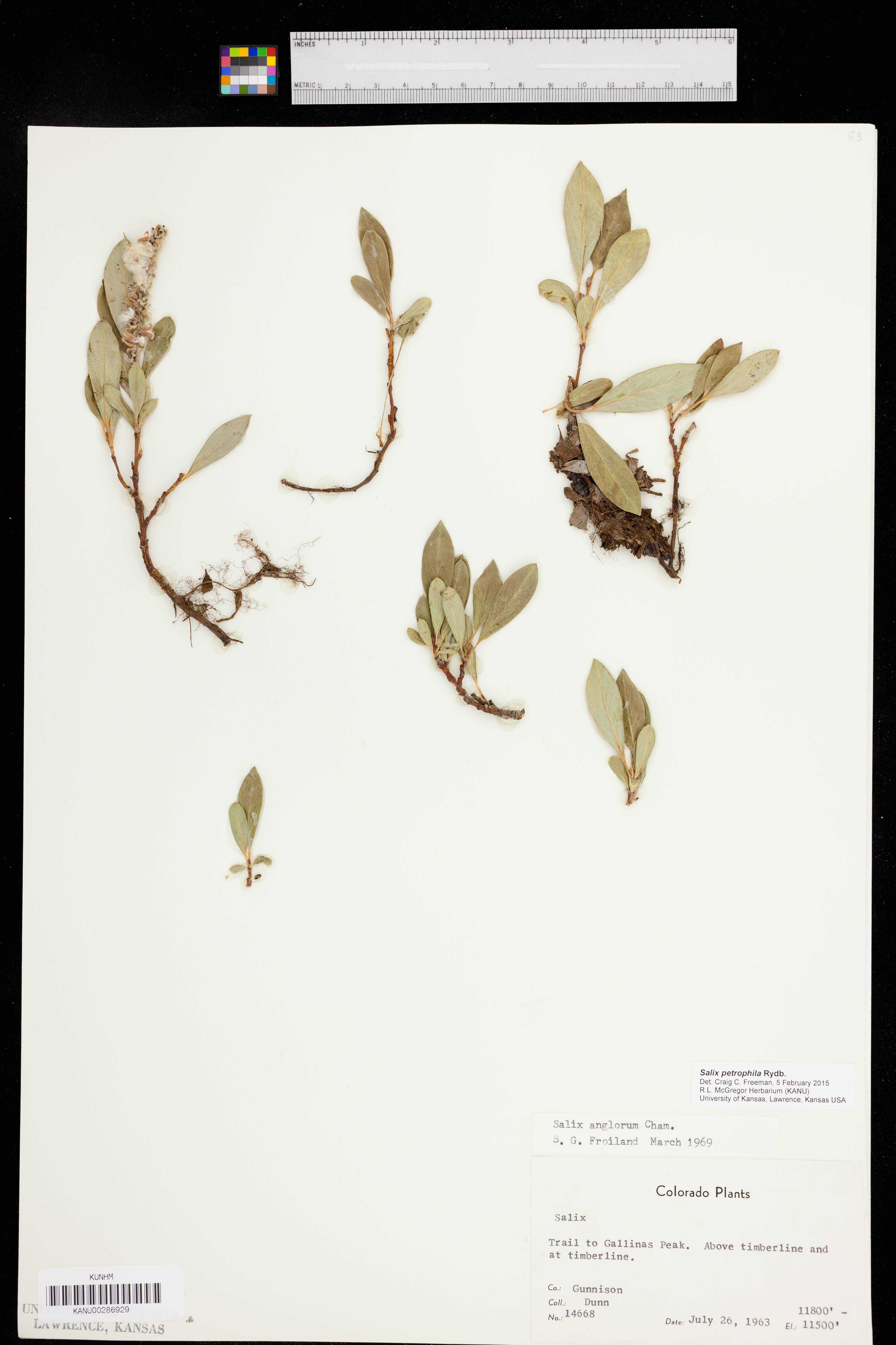 Salix petrophila image