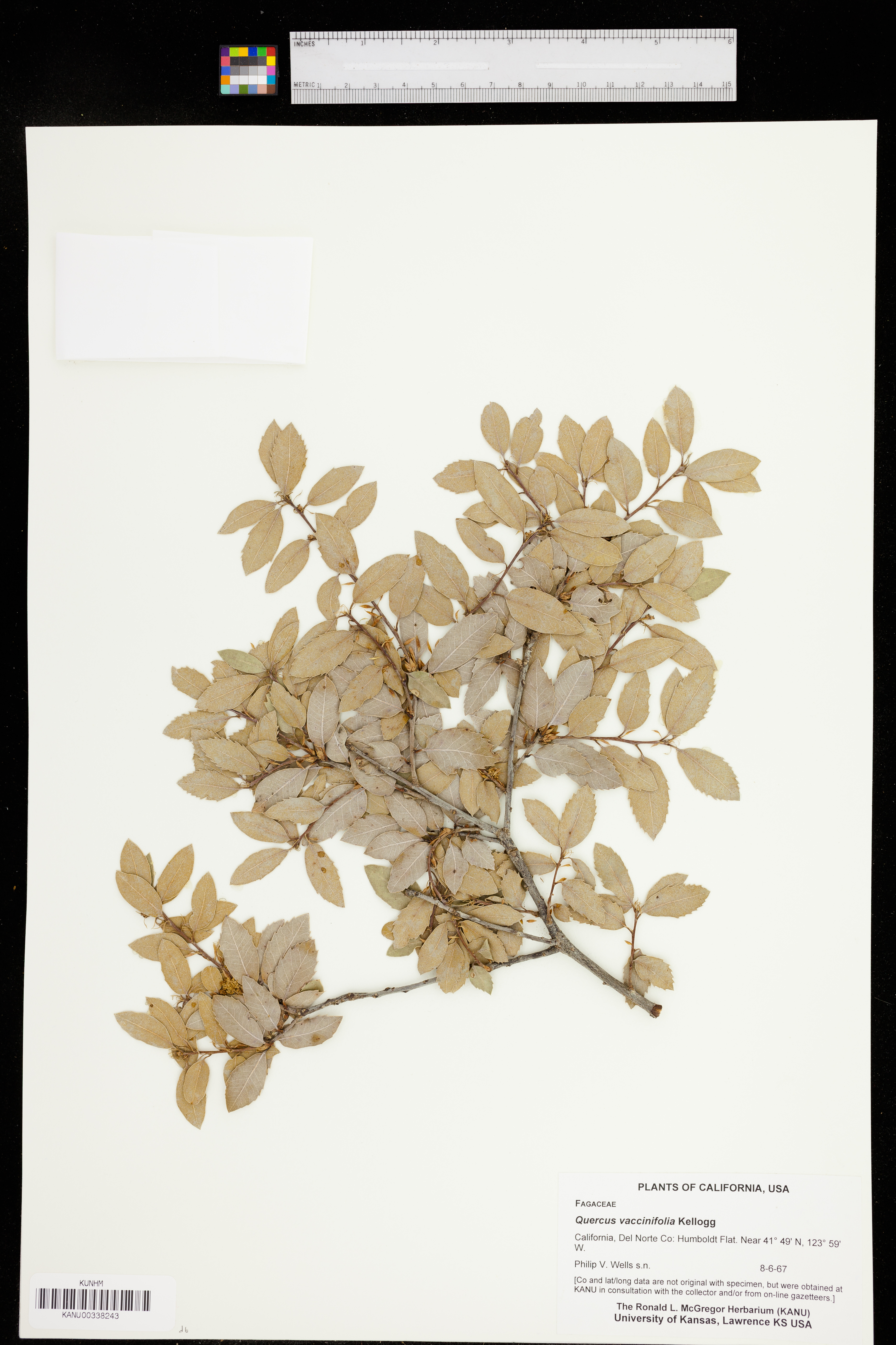 Quercus vacciniifolia image