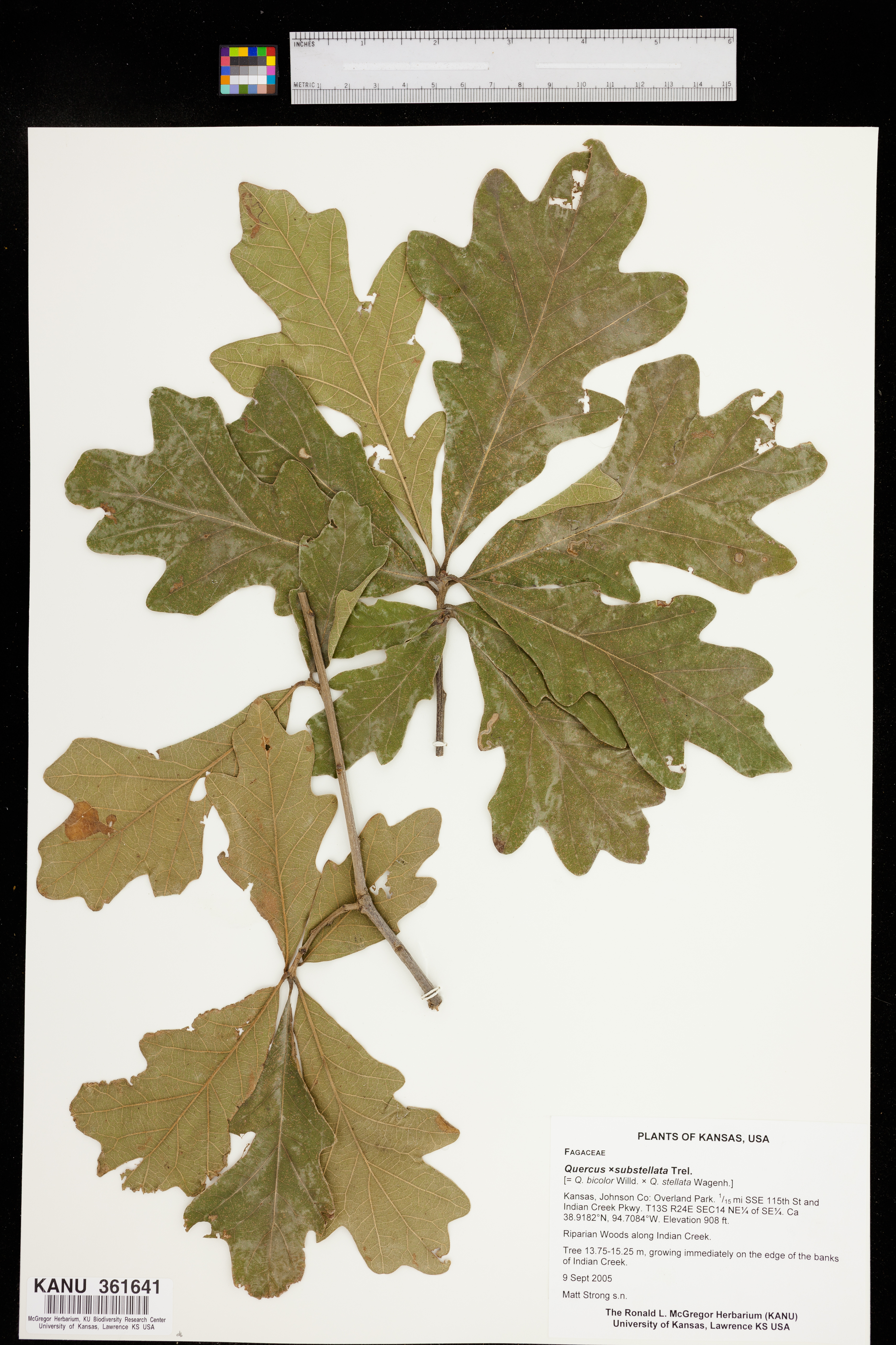 Quercus substellata image