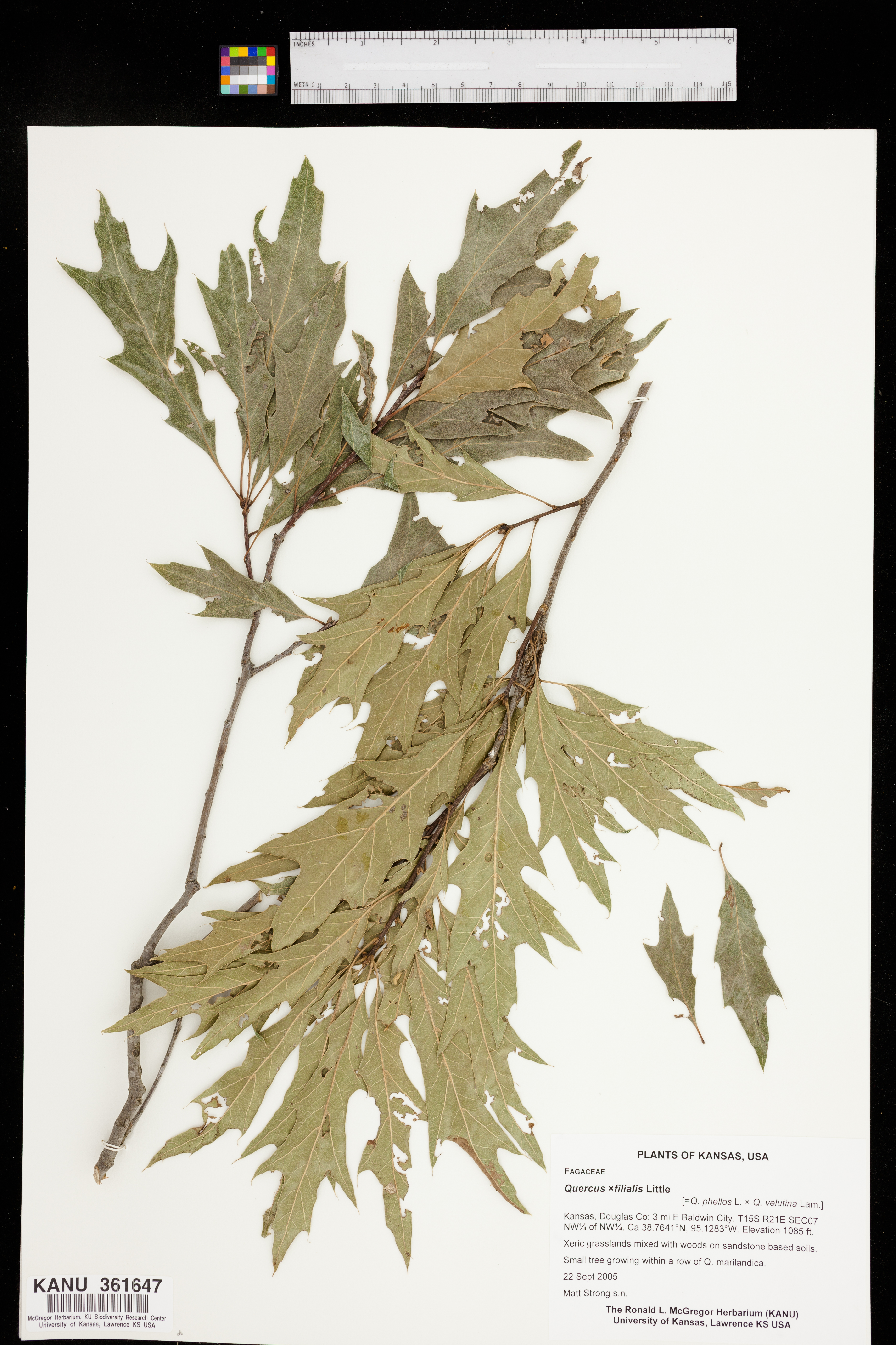 Quercus filialis image