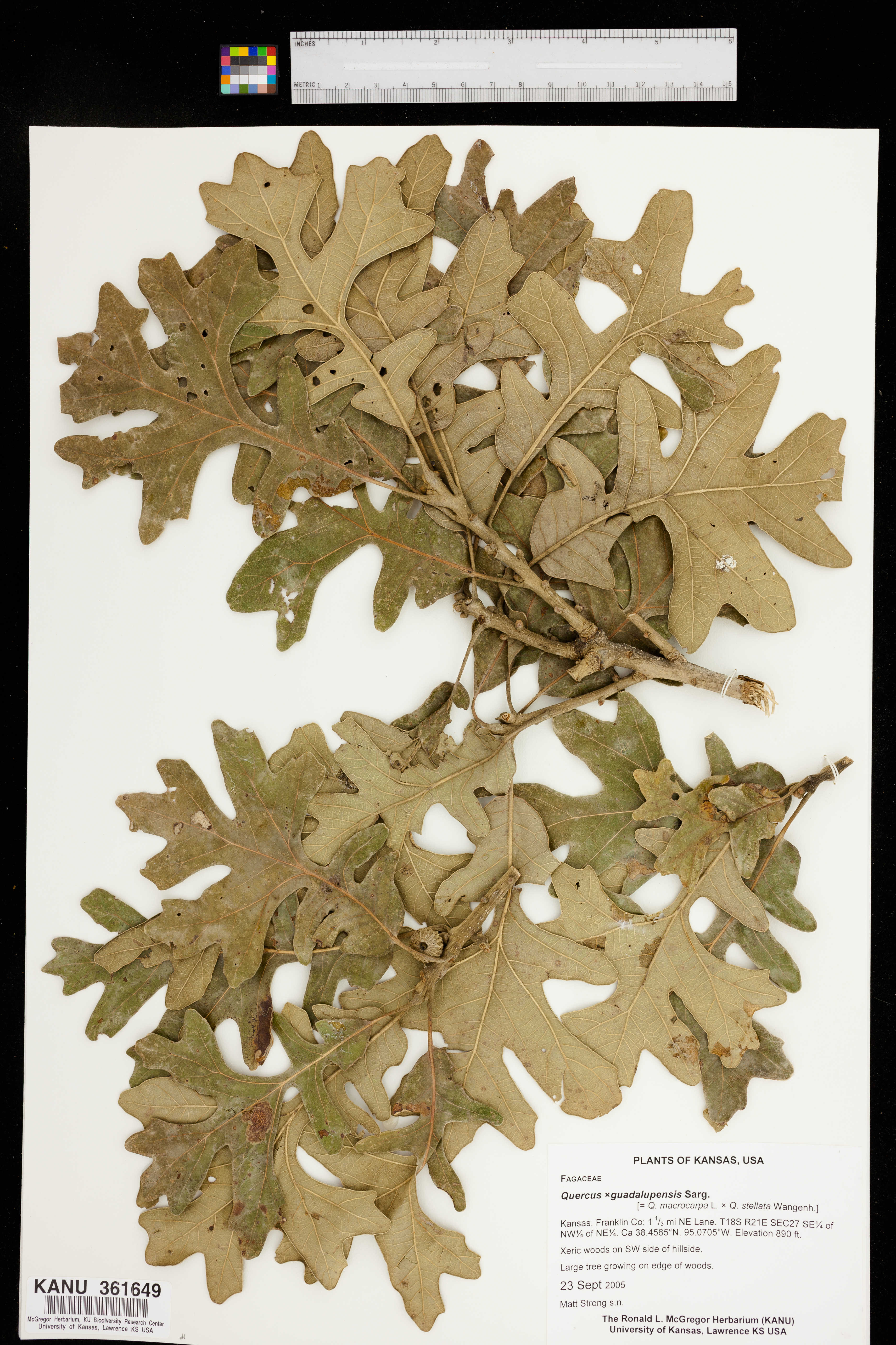 Quercus guadalupensis image