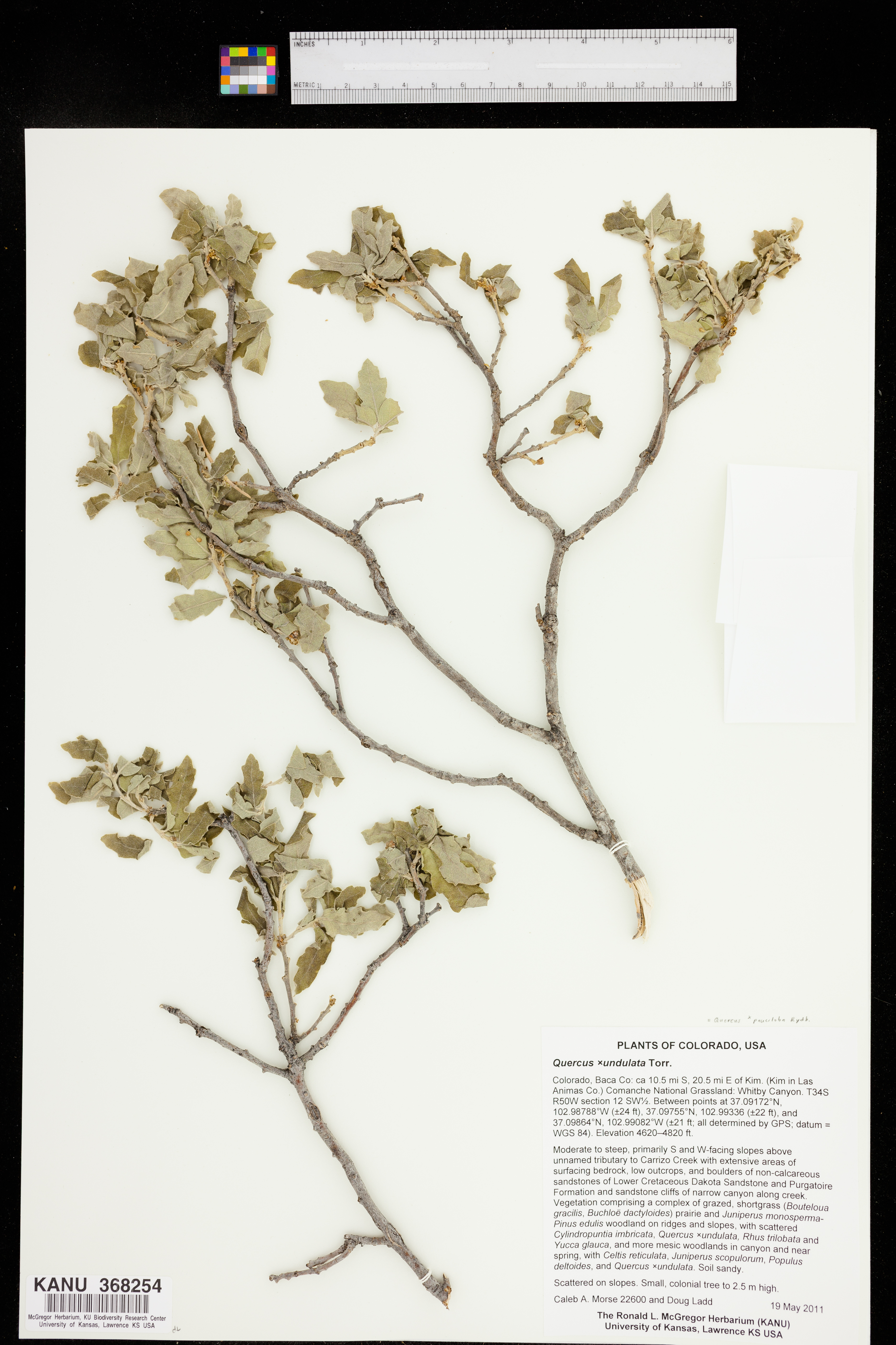 Quercus pauciloba image