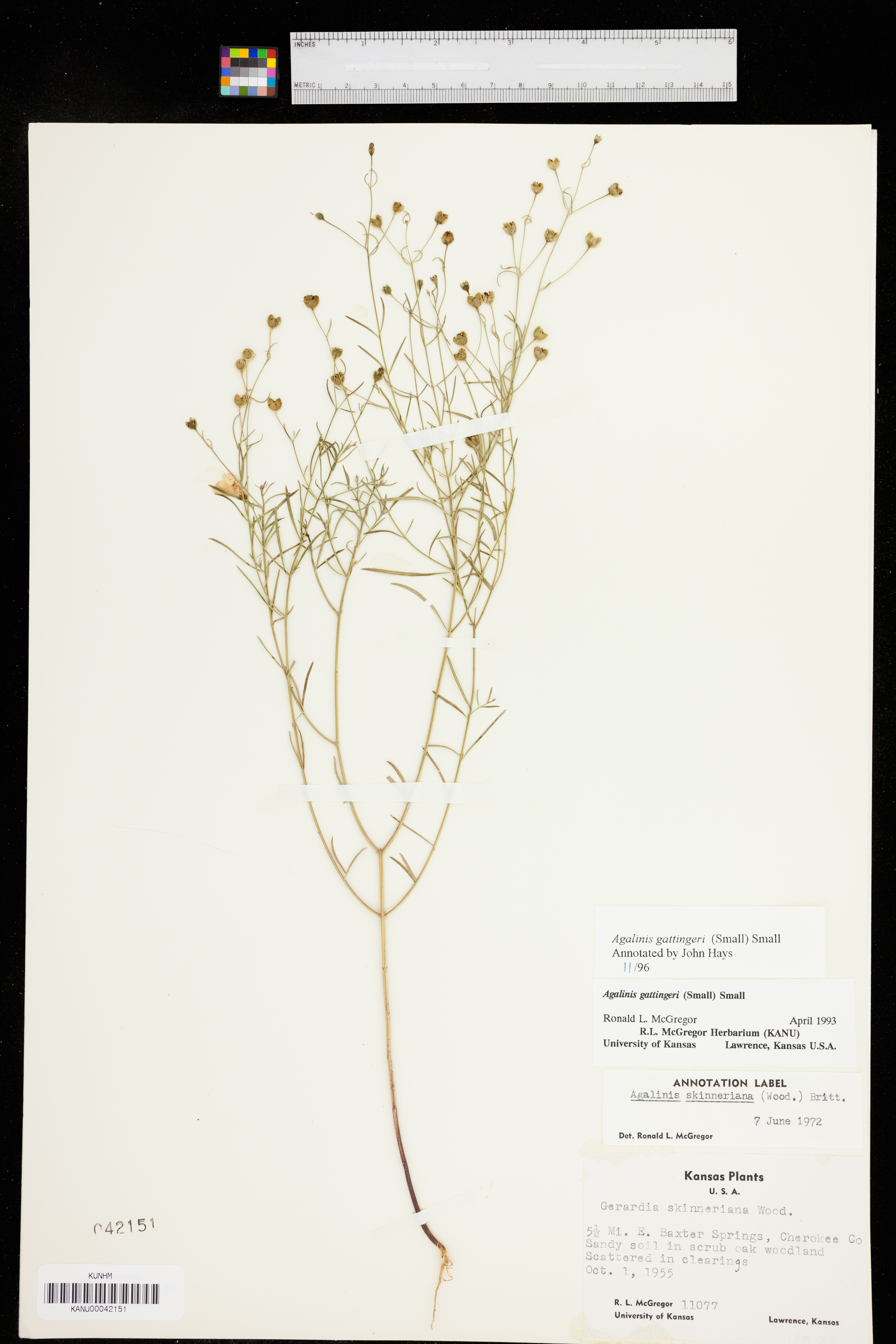 Agalinis gattingeri image