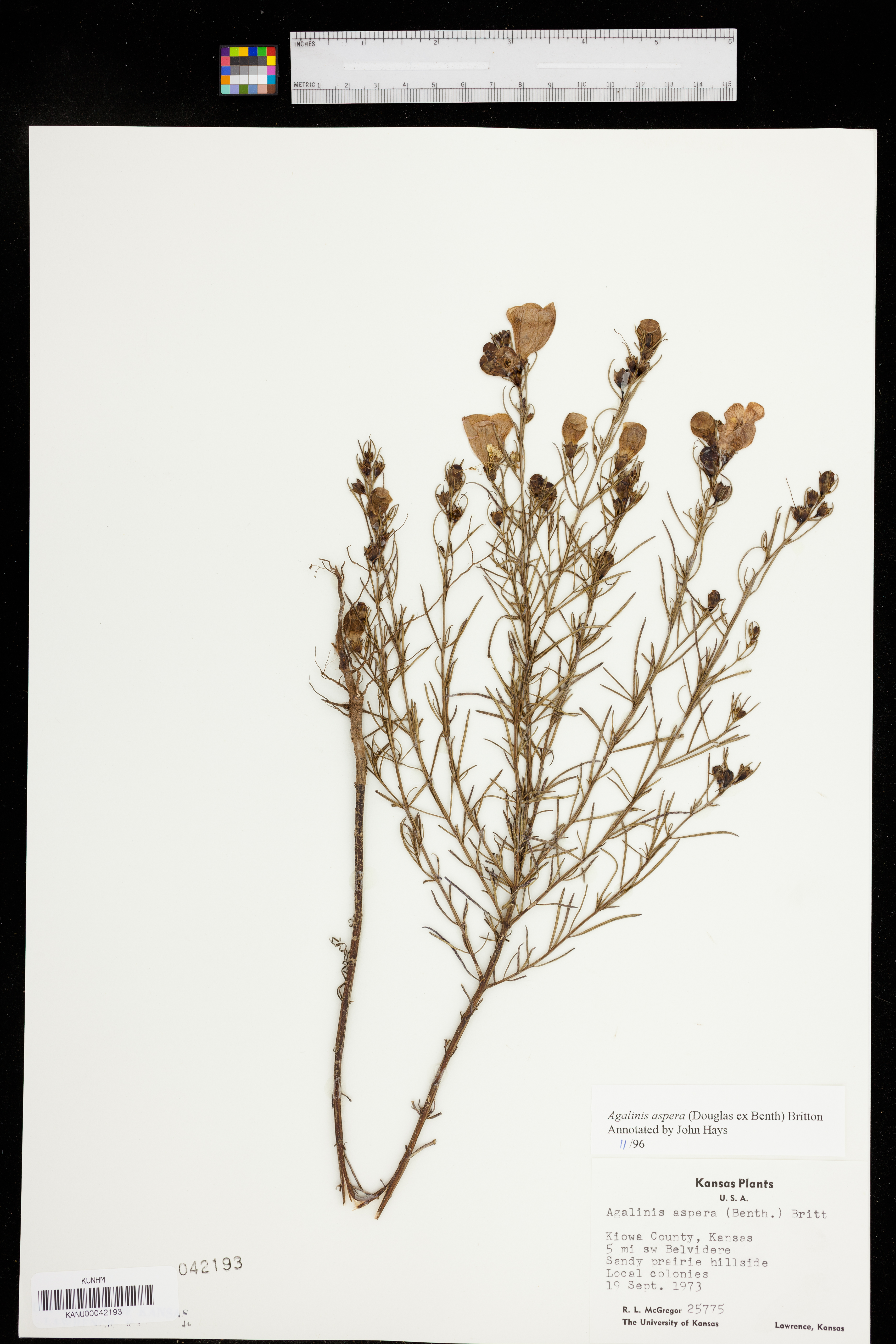 Agalinis aspera image