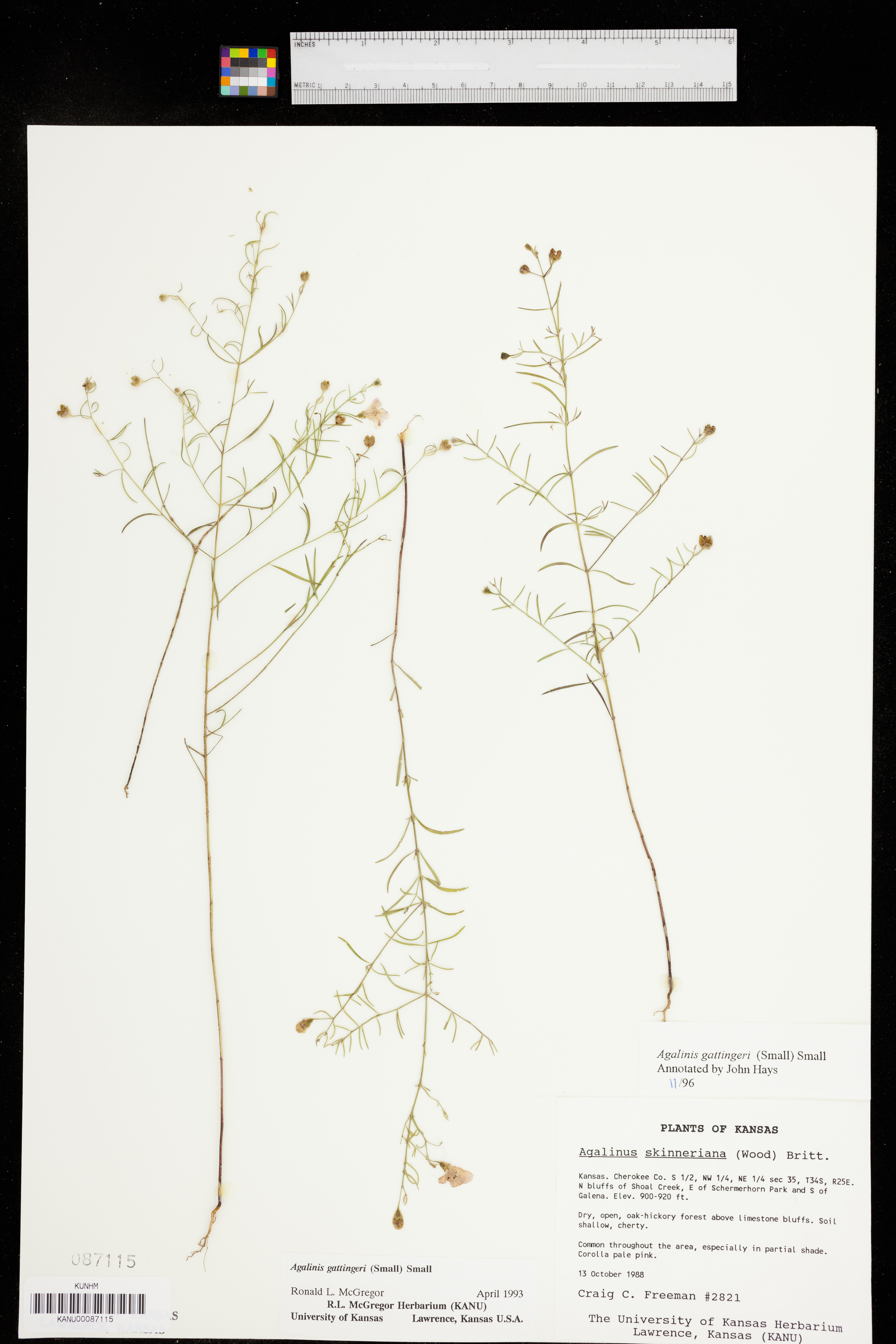 Agalinis gattingeri image
