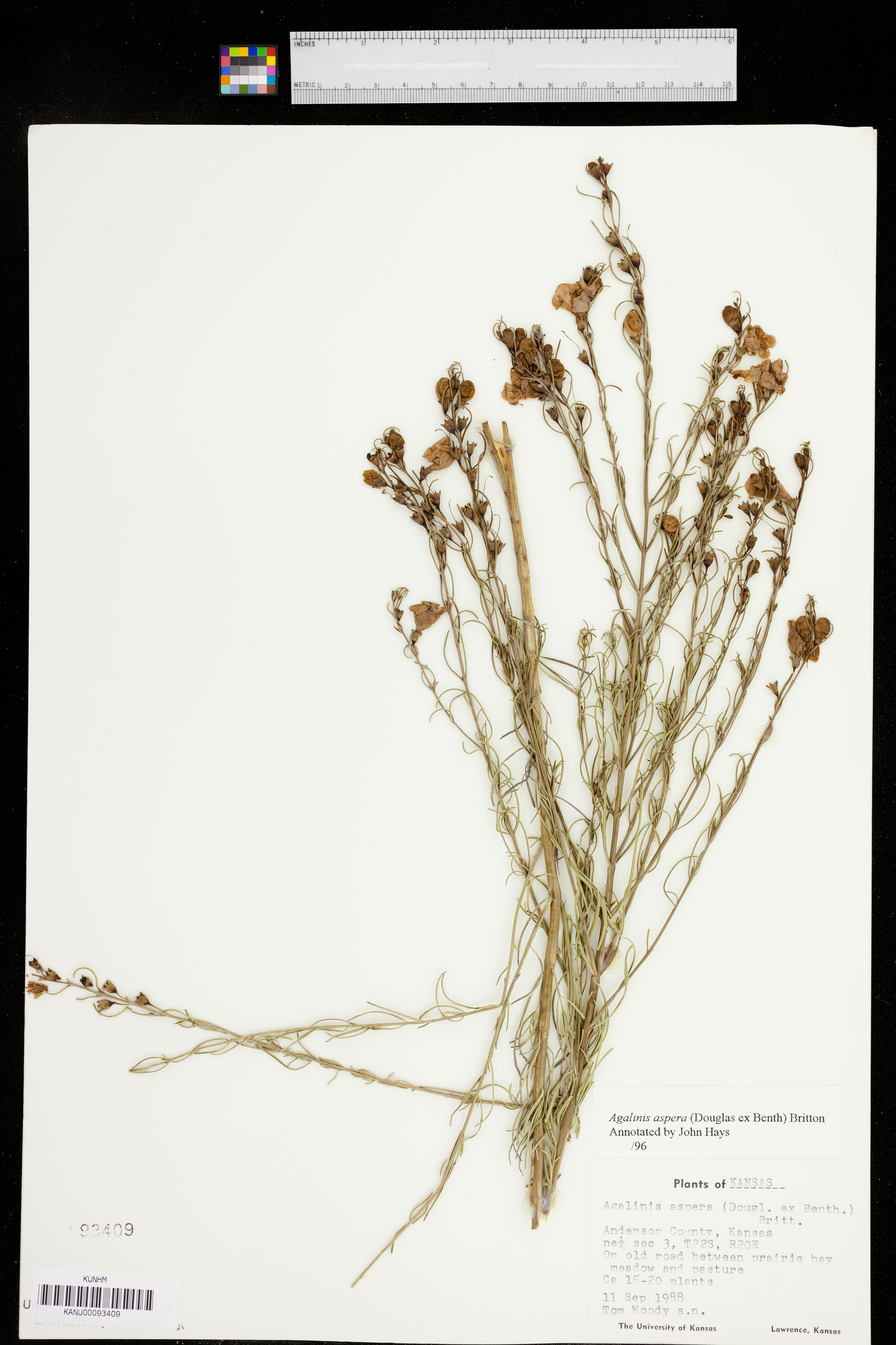 Agalinis aspera image