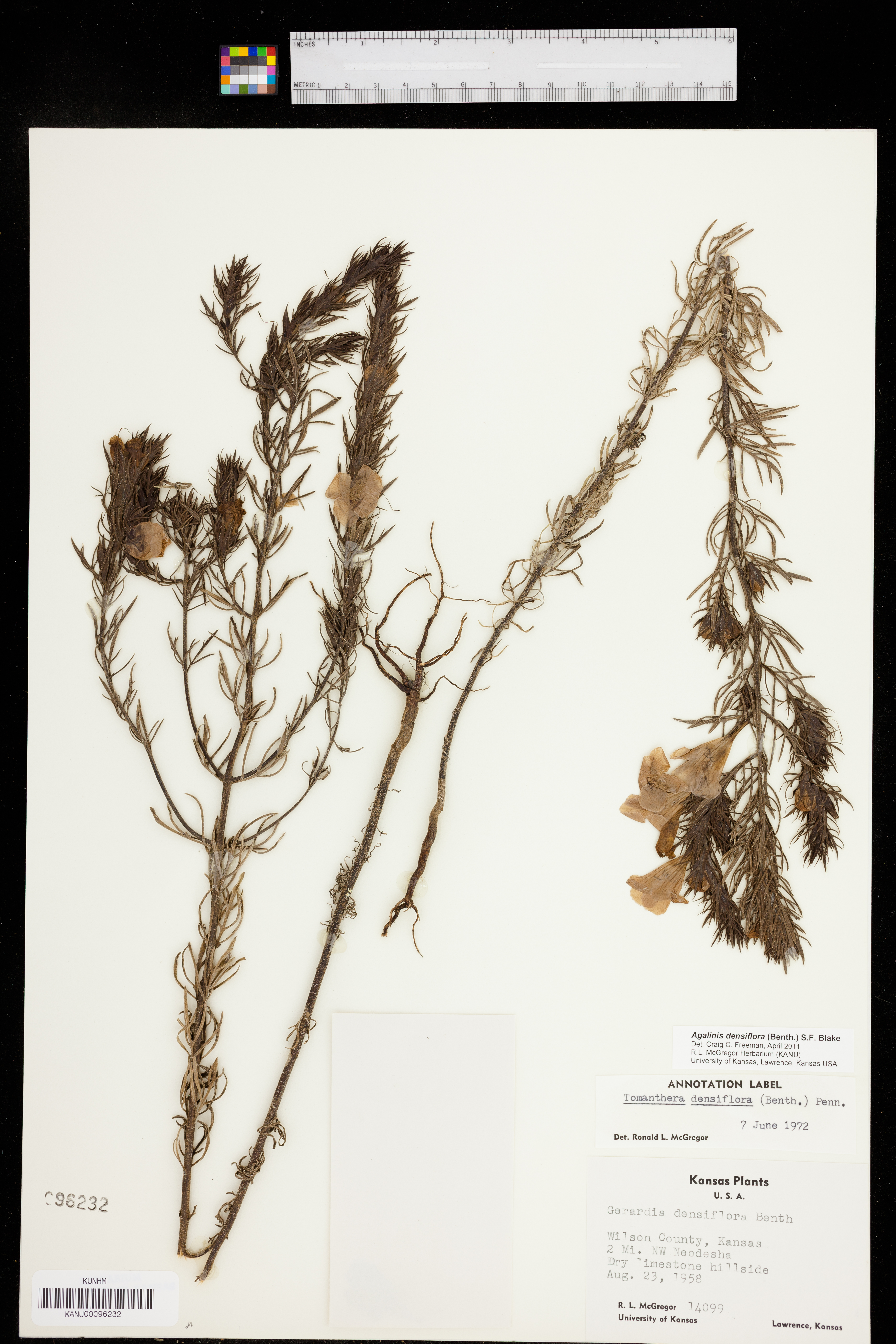 Agalinis densiflora image
