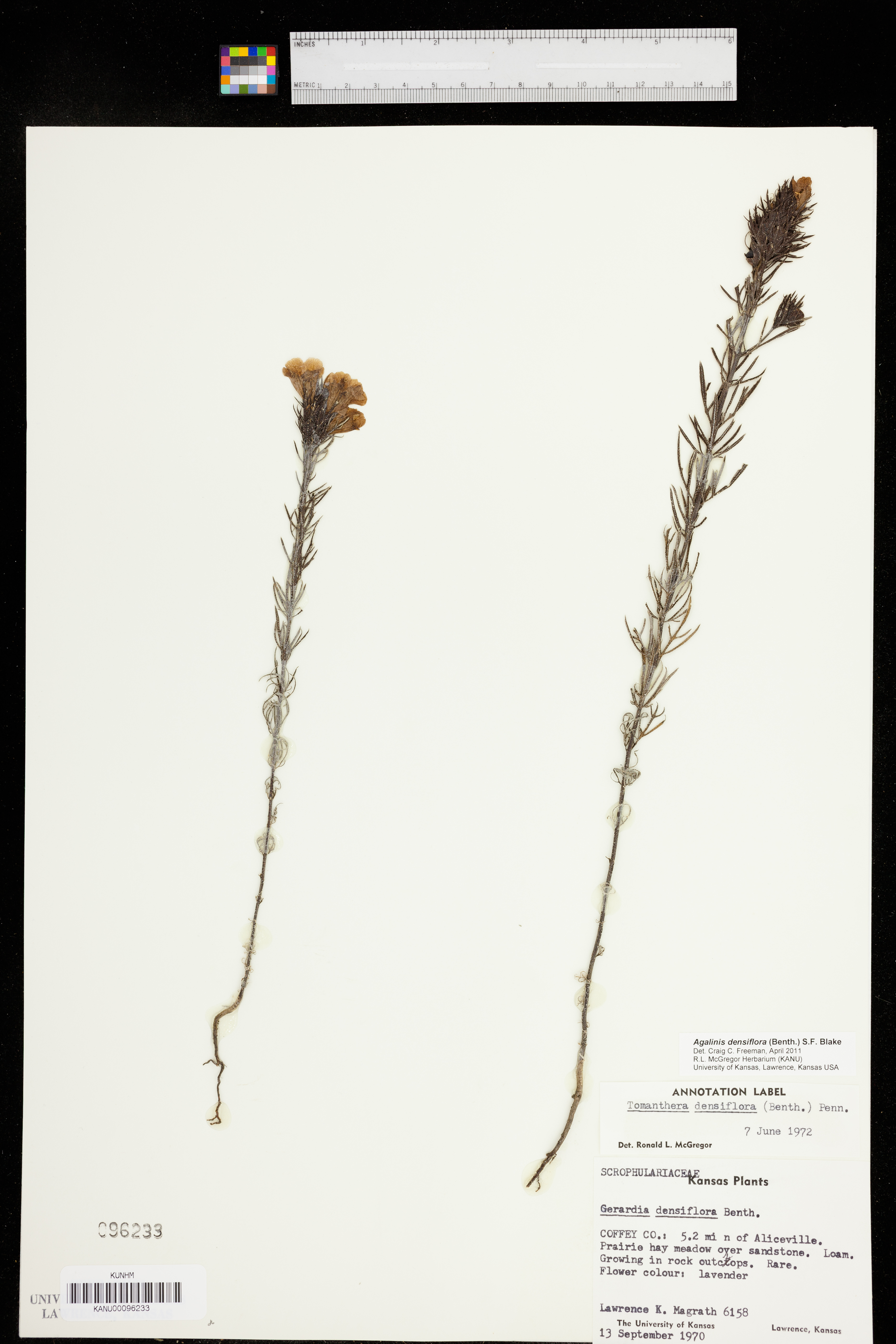Agalinis densiflora image