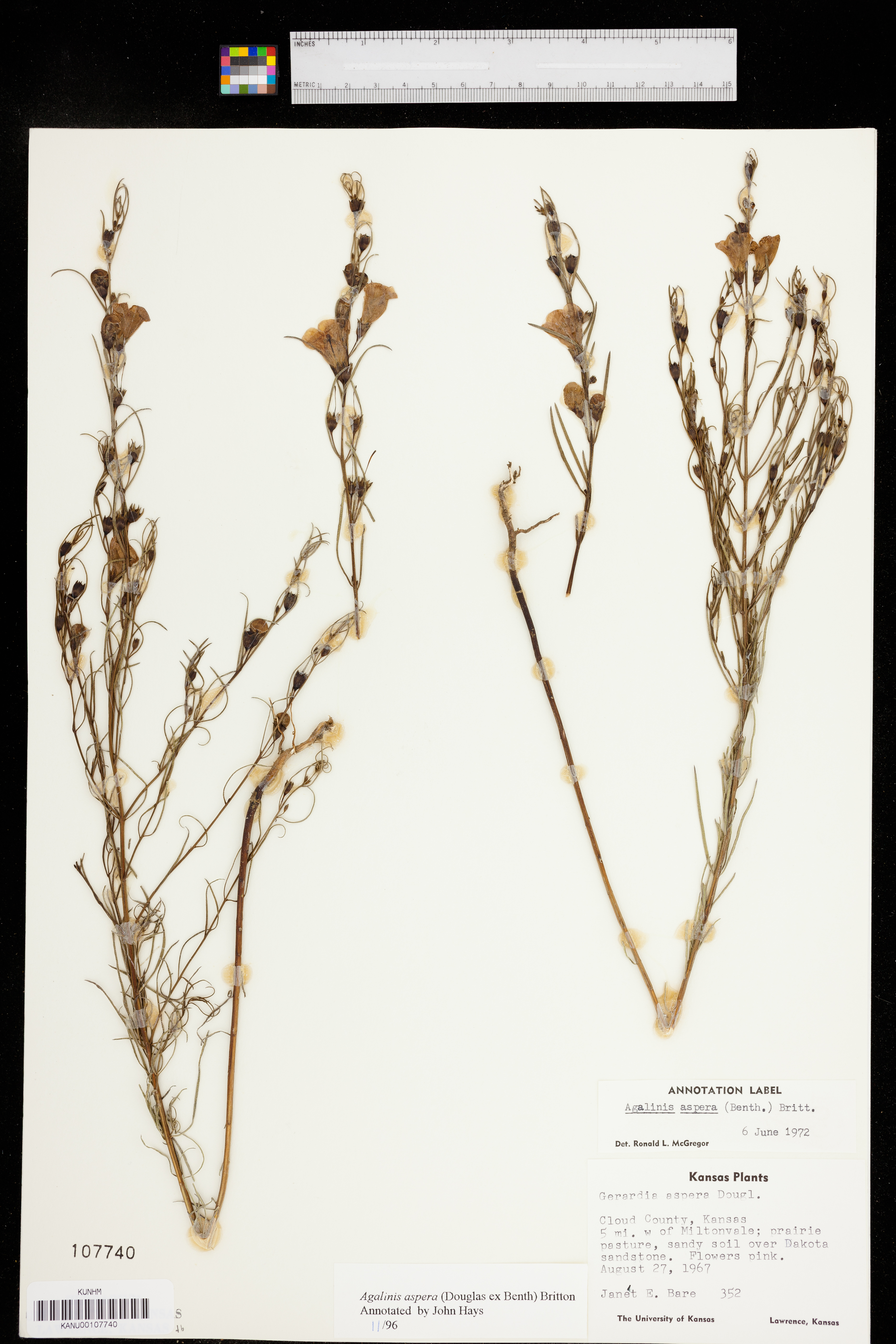 Agalinis aspera image