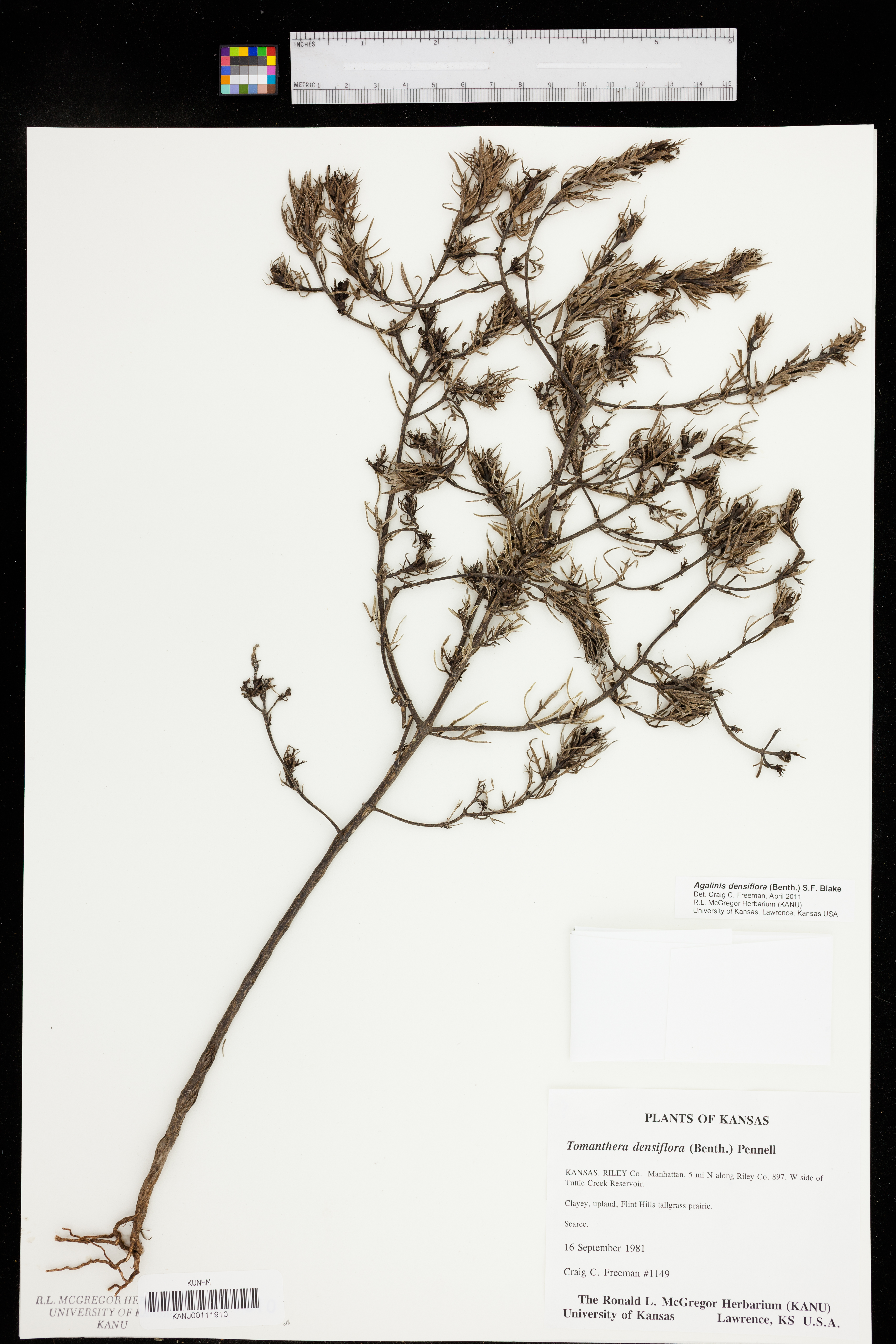 Agalinis densiflora image