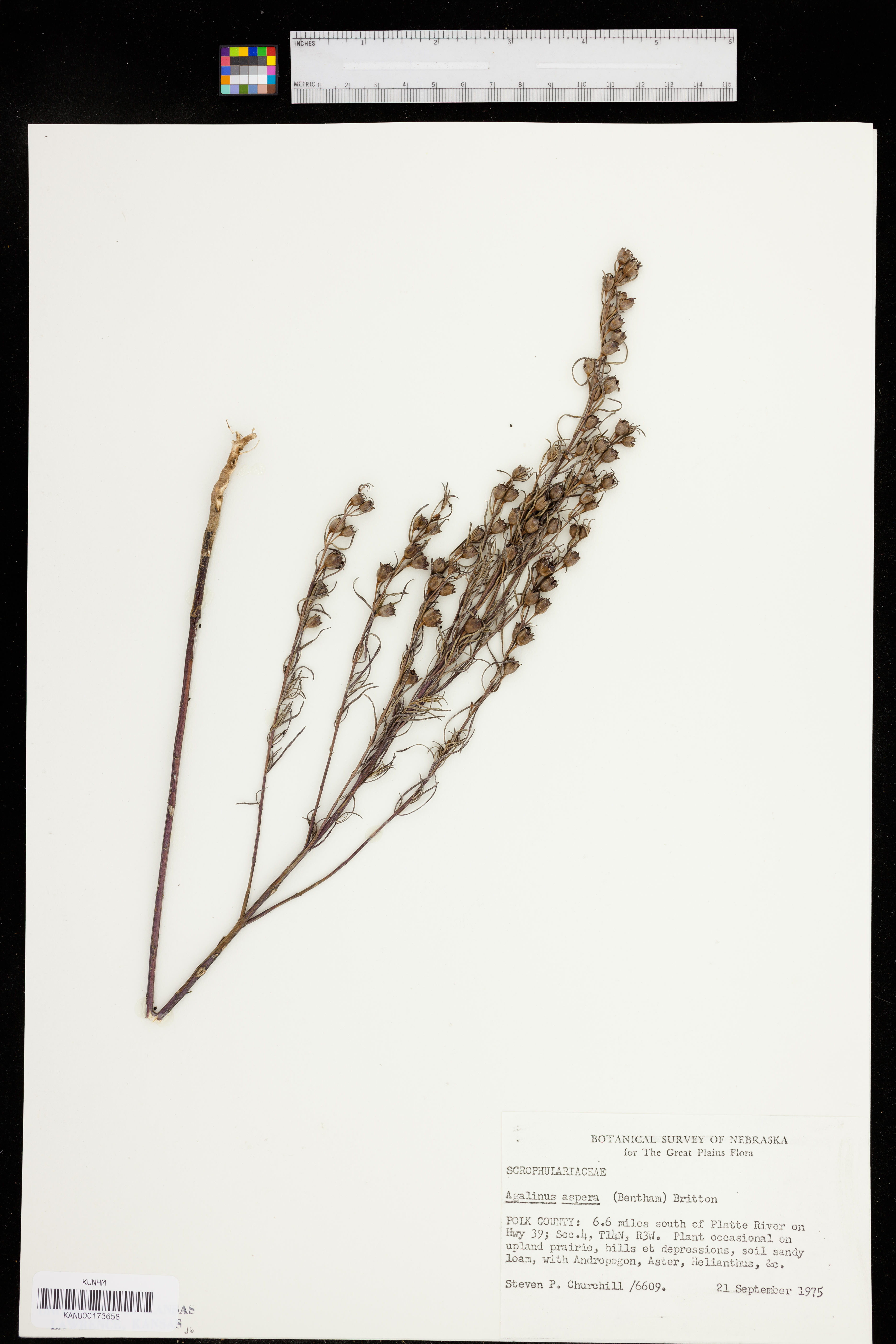 Agalinis aspera image