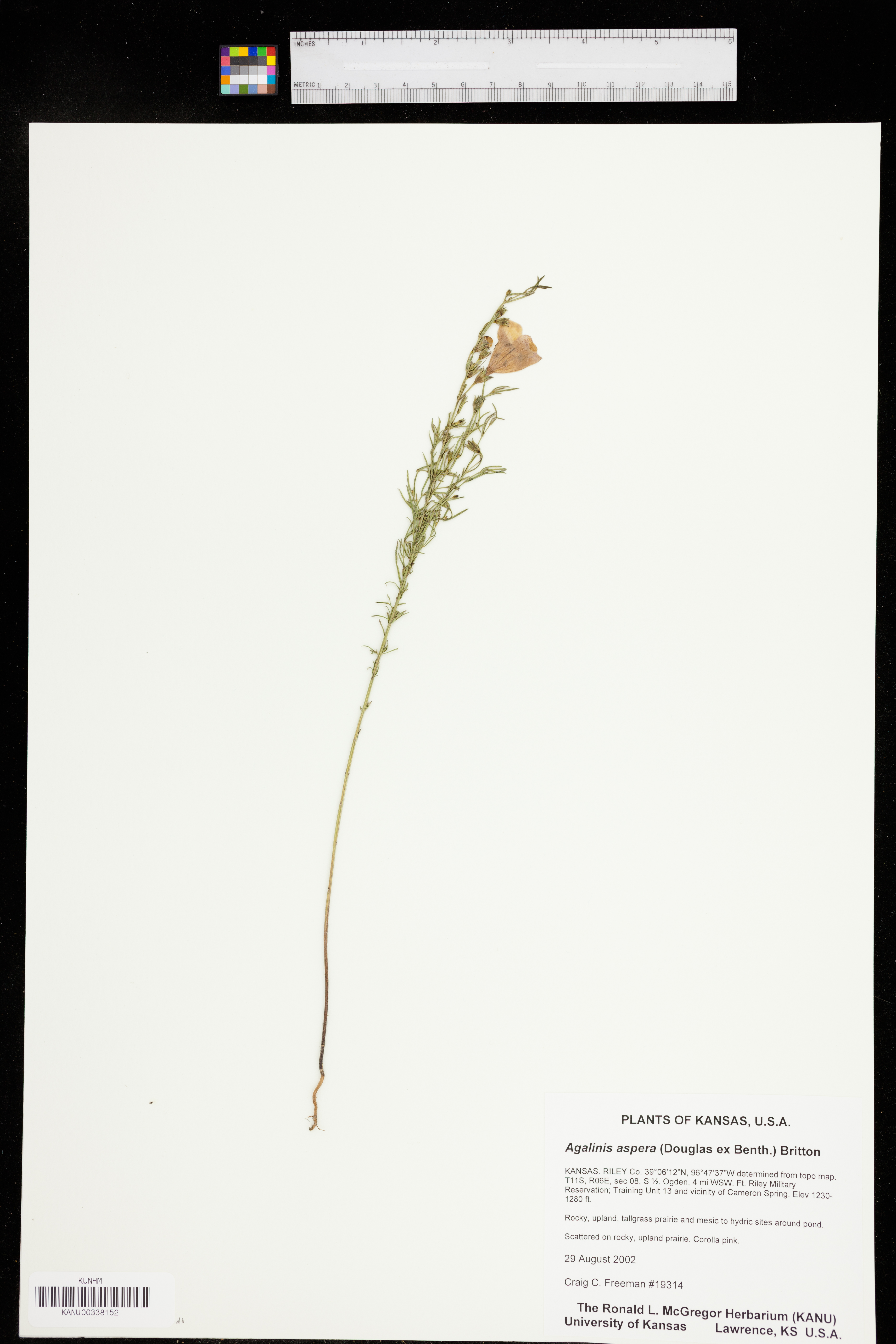 Agalinis aspera image